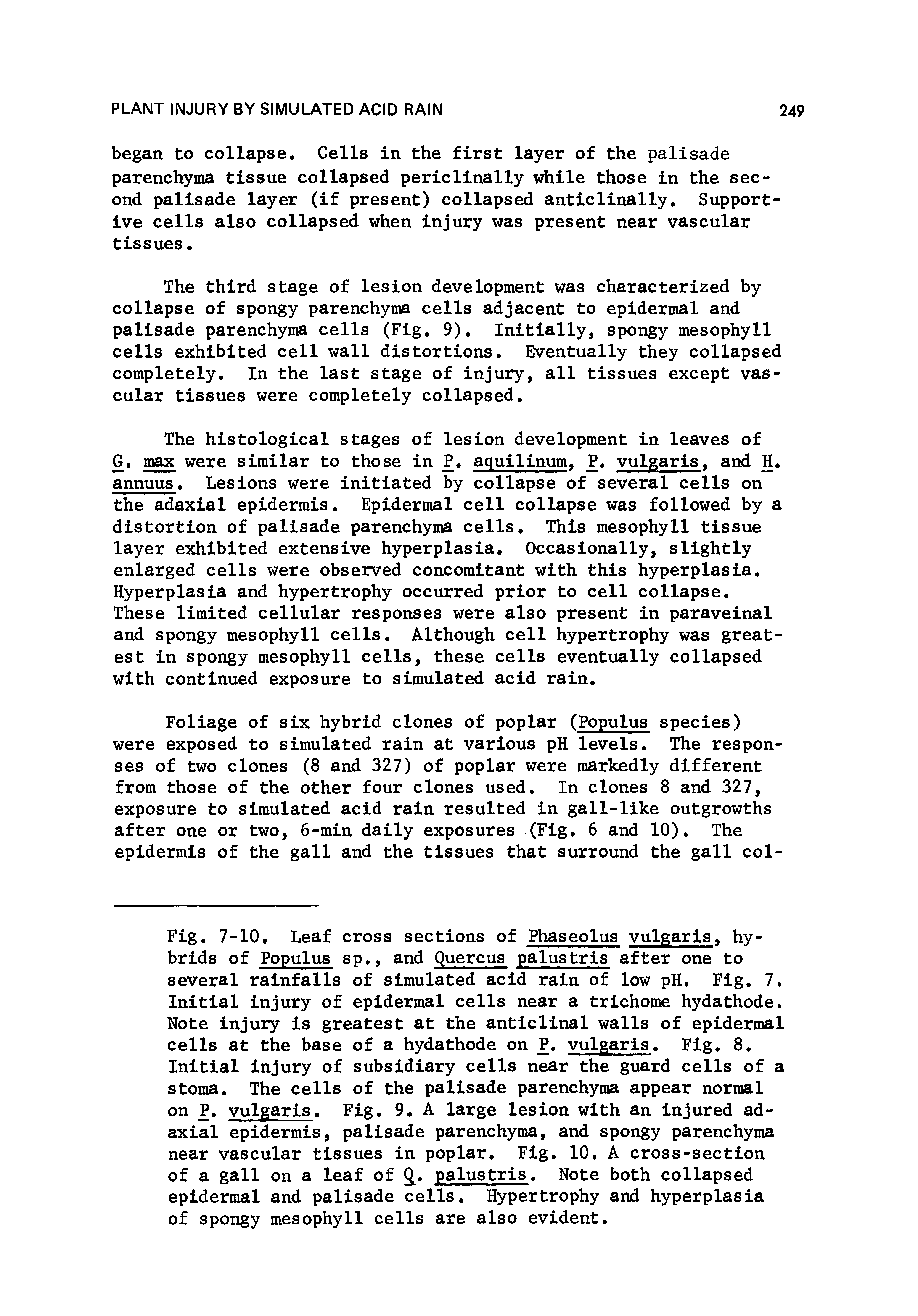 Fig. 7-10. Leaf cross sections of Phaseolus vulgaris > hybrids of Populus sp., and Quercus palustris after one to several rainfalls of simulated acid rain of low pH. Fig. 7. Initial injury of epidermal cells near a trichome hydathode. Note injury is greatest at the anticlinal walls of epidermal cells at the base of a hydathode on P. vulgaris. Fig. 8. Initial injury of subsidiary cells near the guard cells of a stoma. The cells of the palisade parenchyma appear normal on P. vulgaris. Fig. 9. A large lesion with an injured adaxial epidermis, palisade parenchyma, and spongy parenchyma near vascular tissues in poplar. Fig. 10. A cross-section of a gall on a leaf of palustris. Note both collapsed epidermal and palisade cells. Hypertrophy and hyperplasia of spongy mesophyll cells are also evident.
