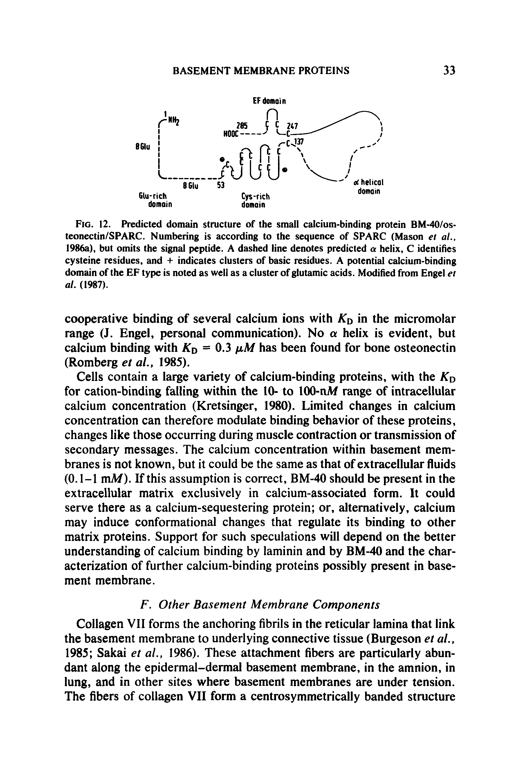 Fig. 12. Predicted domain structure of the small calcium-binding protein BM-40/os-teonectin/SPARC. Numbering is according to the sequence of SPARC (Mason et al., 1986a), but omits the signal peptide. A dashed line denotes predicted a helix, C identifies cysteine residues, and + indicates clusters of basic residues. A potential calcium-binding domain of the EF type is noted as well as a cluster of glutamic acids. Modified from Engel et al. (1987).