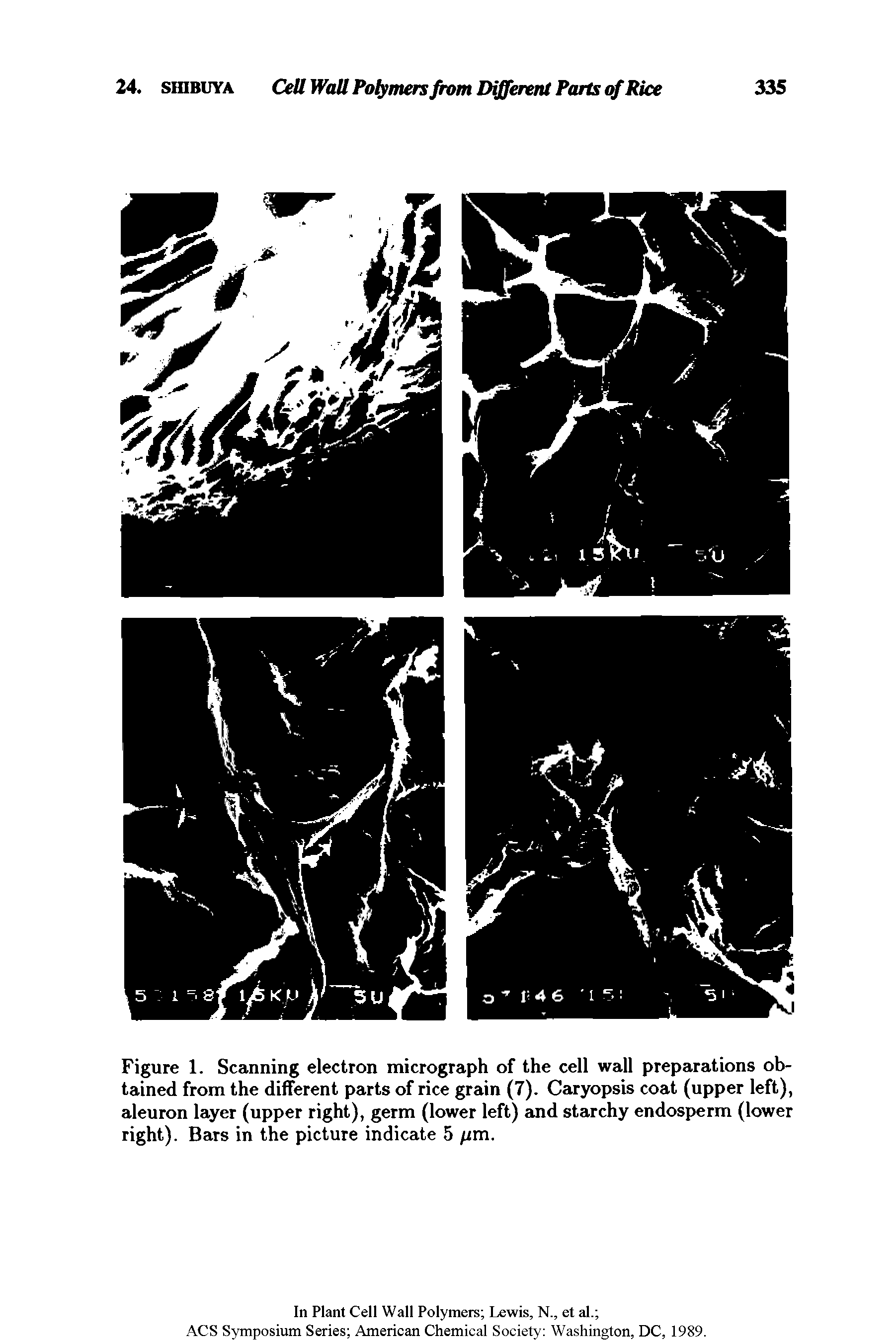 Figure 1. Scanning electron micrograph of the cell wall preparations obtained from the different parts of rice grain (7). Caryopsis coat (upper left), aleuron layer (upper right), germ (lower left) and starchy endosperm (lower right). Bars in the picture indicate 5 /zm.