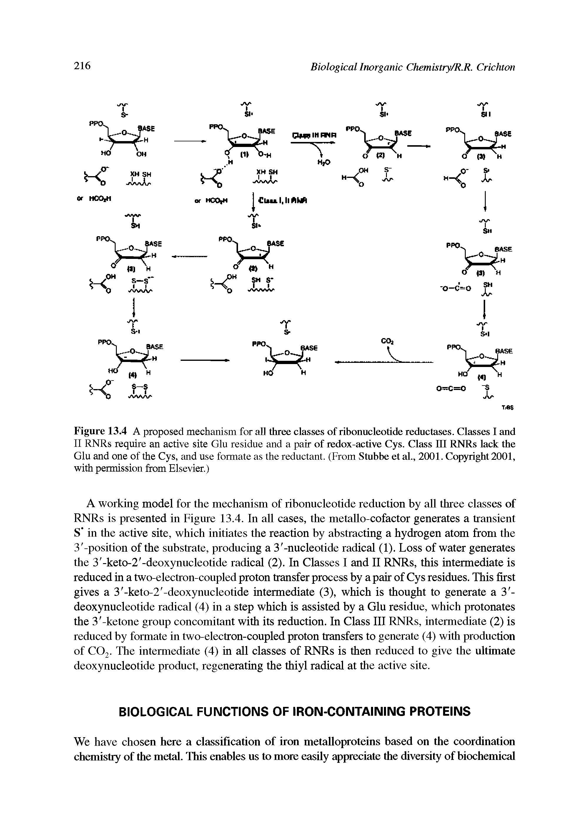 Figure 13.4 A proposed mechanism for all three classes of ribonucleotide reductases. Classes I and II RNRs require an active site Glu residue and a pair of redox-active Cys. Class HI RNRs lack the Glu and one of the Cys, and use formate as the reductant. (From Stubbe etal., 2001. Copyright 2001, with permission from Elsevier.)...