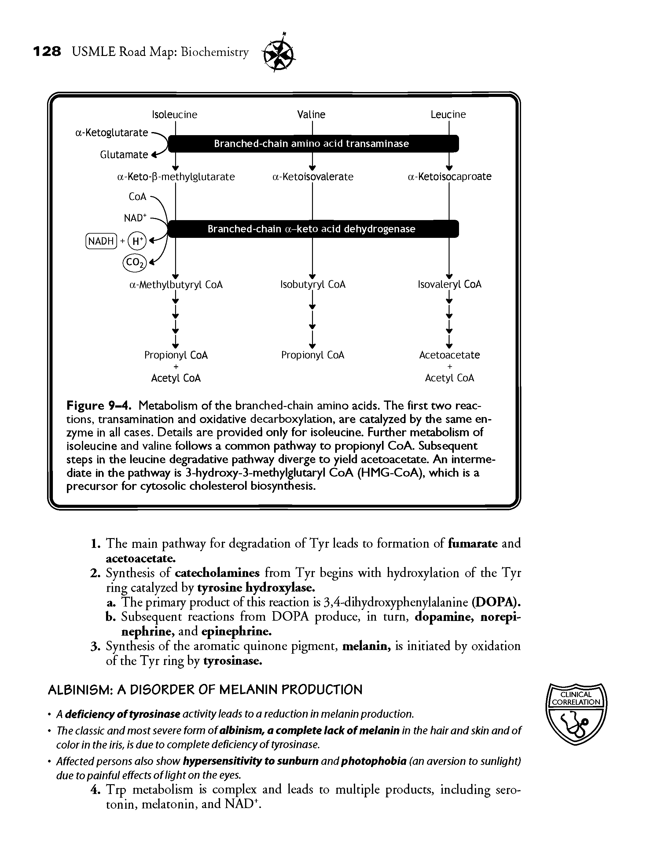 Figure 9-4. Metabolism of the branched-chain amino acids. The first two reactions, transamination and oxidative decarboxylation, are catalyzed by the same enzyme in all cases. Details are provided only for isoleucine. Further metabolism of isoleucine and valine follows a common pathway to propionyl CoA. Subsequent steps in the leucine degradative pathway diverge to yield acetoacetate. An intermediate in the pathway is 3-hydroxy-3-methylglutaryl CoA (HMG-CoA), which is a precursor for cytosolic cholesterol biosynthesis.