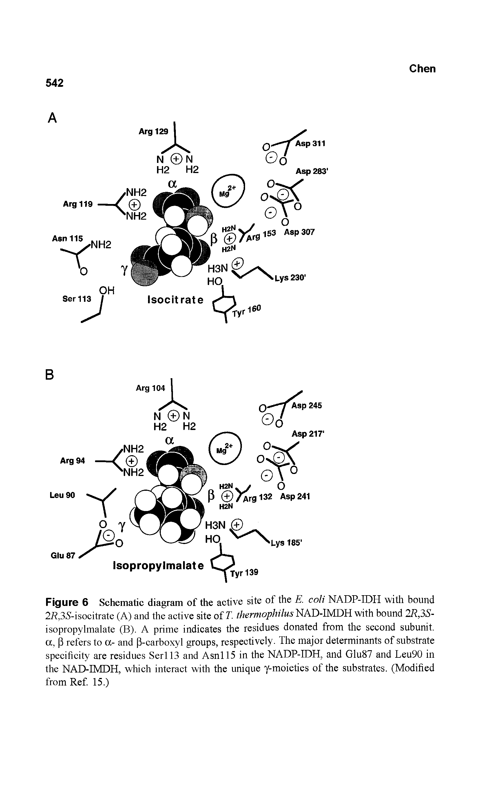 Figure 6 Schematic diagram of the active site of the E. coli NADP-IDH with bound 2A,3>S-isocitrate (A) and the active site of T. thermophilus NAD-IMDH with bound 2R,3S-isopropylmalate (B). A prime indicates the residues donated from the second subunit, a, 3 refers to a- and P-carboxyl groups, respectively. The major determinants of substrate specificity are residues Seri 13 and Asnll5 in the NADP-IDH, and Glu87 and Leu90 in the NAD-IMDH, which interact with the unique y-moieties of the substrates. (Modified from Ref. 15.)...