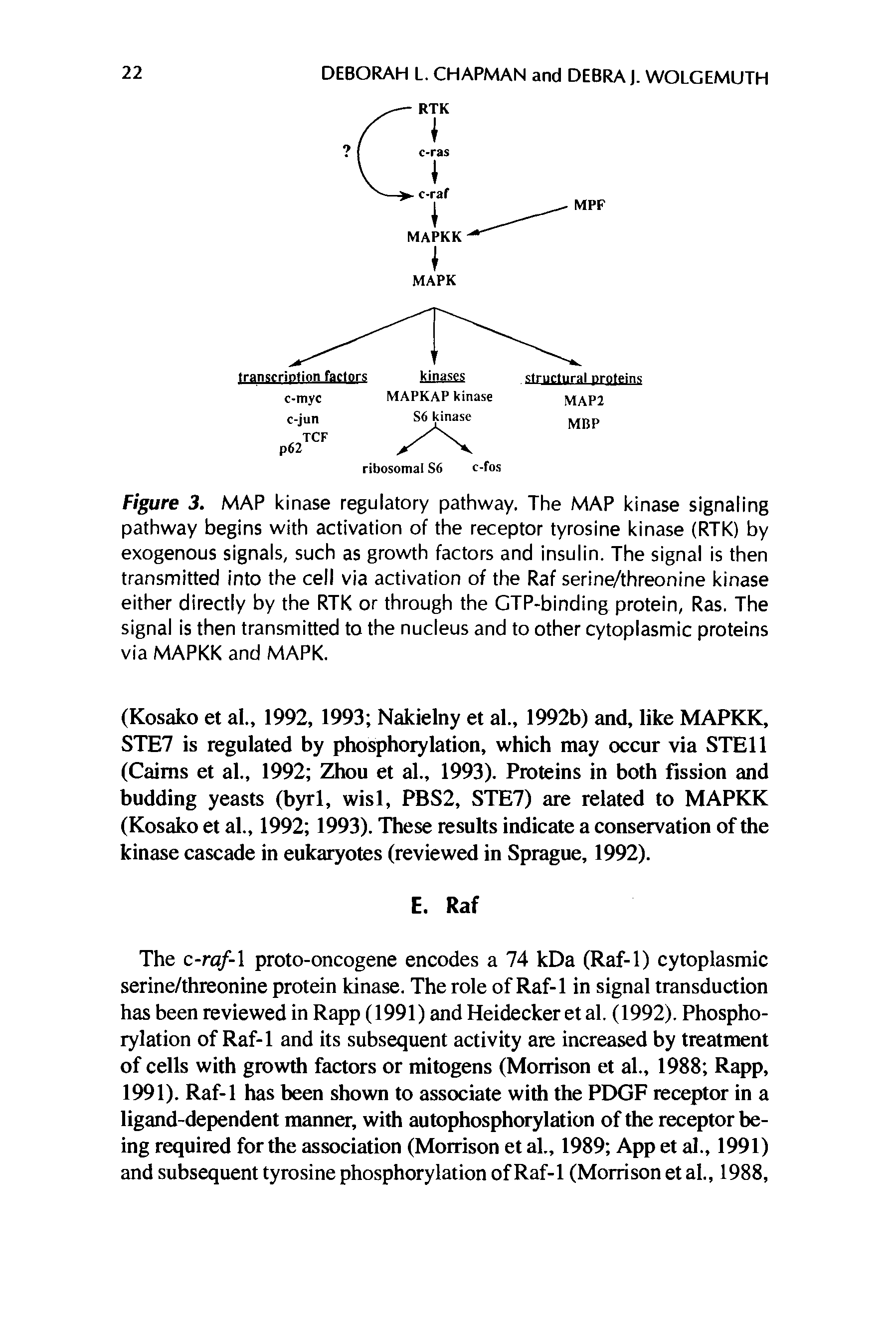 Figure 3. MAP kinase regulatory pathway. The MAP kinase signaling pathway begins with activation of the receptor tyrosine kinase (RTK) by exogenous signals, such as growth factors and insulin. The signal is then transmitted into the cell via activation of the Raf serine/threonine kinase either directly by the RTK or through the GTP-binding protein, Ras. The signal is then transmitted to the nucleus and to other cytoplasmic proteins via MAPKK and MAPK.