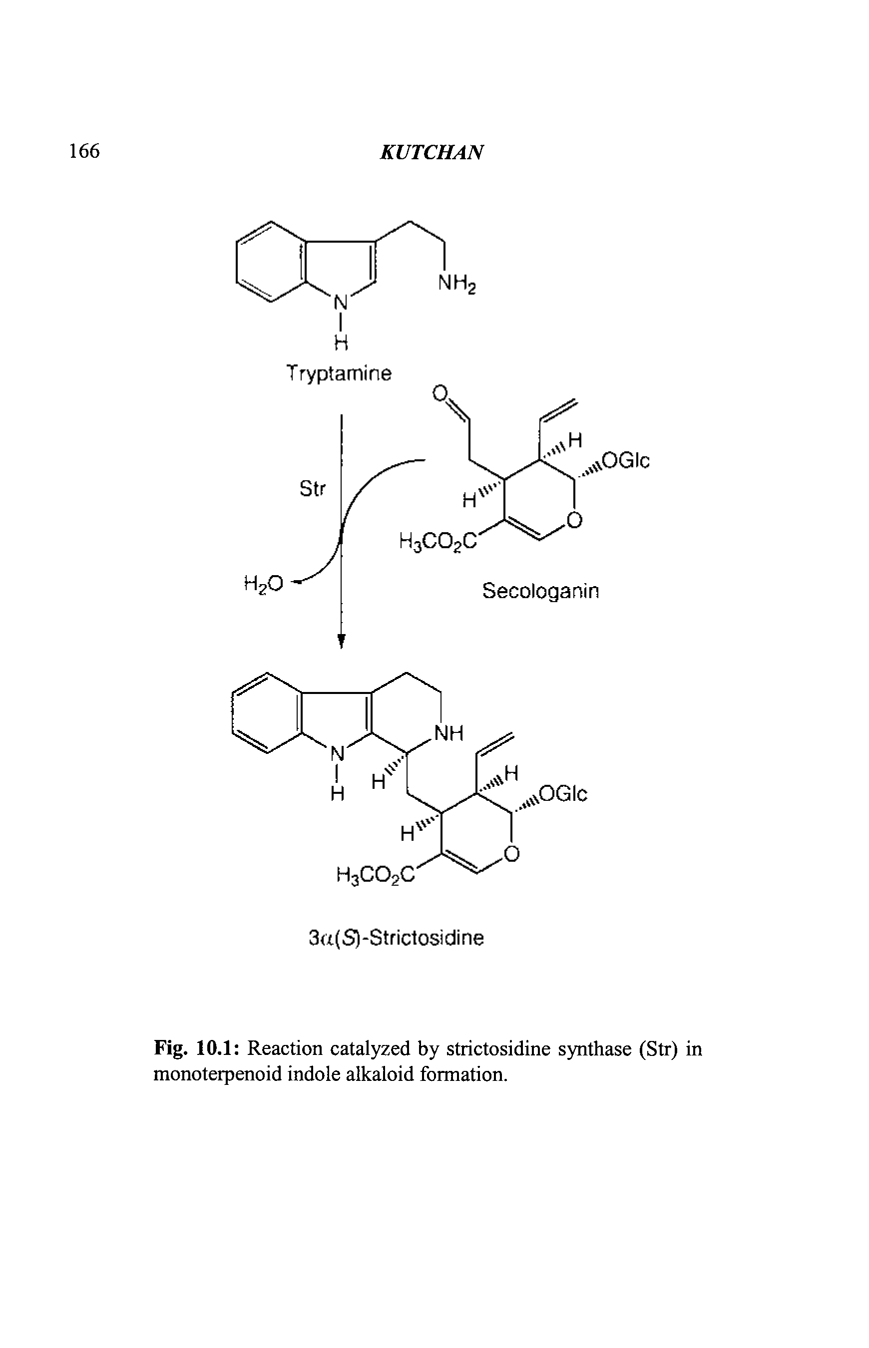 Fig. 10.1 Reaction catalyzed by strictosidine synthase (Str) in monoterpenoid indole alkaloid formation.