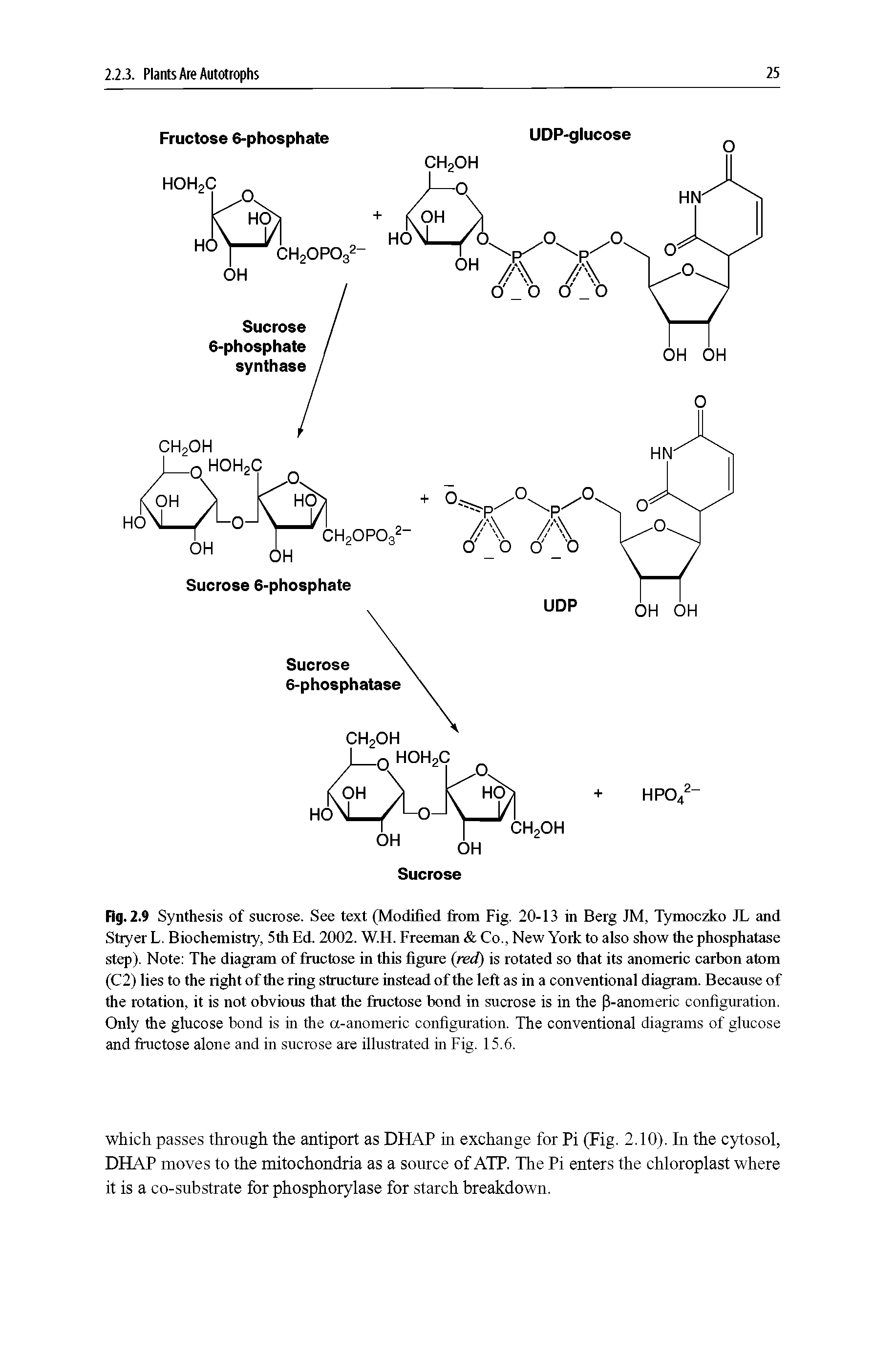 Fig. 2.9 Synthesis of sucrose. See text (Modified from Fig. 20-13 in Berg JM, Tymoczko JL and Stiver L. Biochemistry, 5th Ed. 2002. W.H. Freeman Co., New York to also show the phosphatase step). Note The diagram of fructose in this figure (red) is rotated so that its anomeric carbon atom (C2) lies to the right of the ring structure instead of the left as in a conventional diagram. Because of the rotation, it is not obvious that the fructose bond in sucrose is in the (3-anomeric configuration. Only the glucose bond is in the a-anomeric configuration. The conventional diagrams of glucose and fructose alone and in sucrose are illustrated in Fig. 15.6.