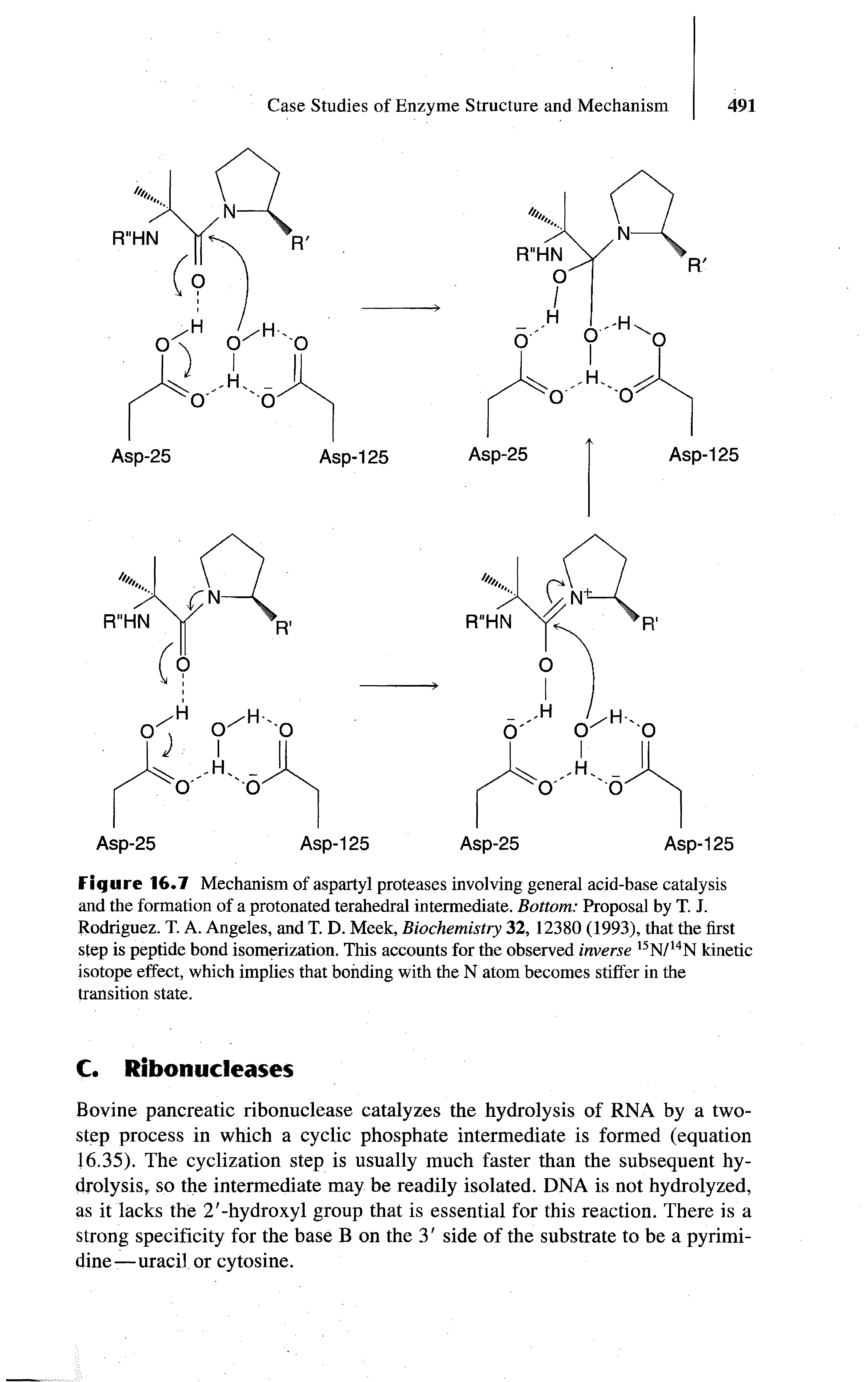 Figure 16.7 Mechanism of aspartyl proteases involving general acid-base catalysis and the formation of a protonated terahedral intermediate. Bottom Proposal by T. J. Rodriguez. T. A. Angeles, and T. D. Meek, Biochemistry 32, 12380 (1993), that the first step is peptide bond isomerization. This accounts for the observed inverse 15N/14N kinetic isotope effect, which implies that bonding with the N atom becomes stiffer in the transition state.