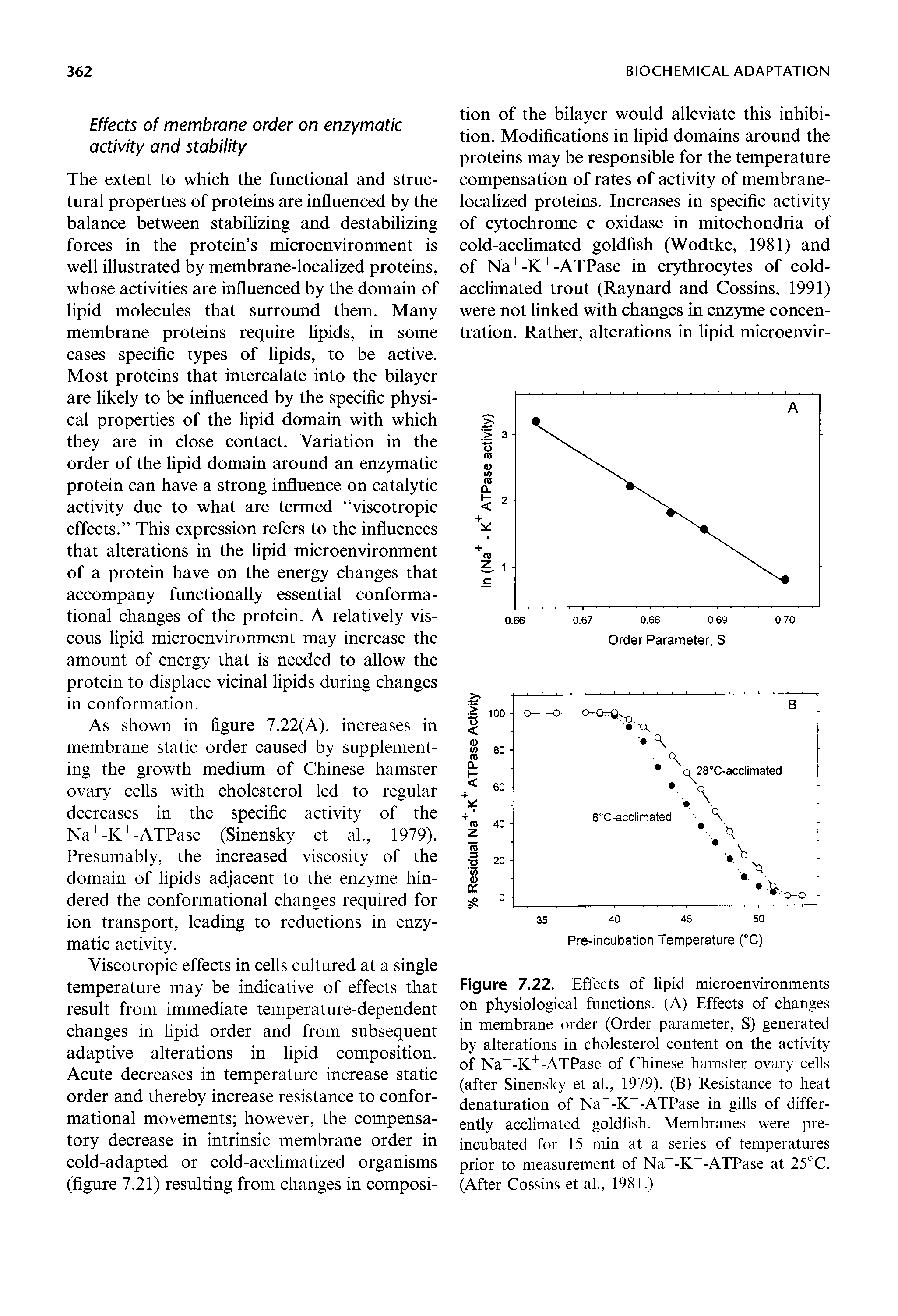 Figure 7.22. Effects of lipid microenvironments on physiological functions. (A) Effects of changes in membrane order (Order parameter, S) generated by alterations in cholesterol content on the activity of Na+-K+-ATPase of Chinese hamster ovary cells (after Sinensky et al., 1979). (B) Resistance to heat denaturation of Na+-K+-ATPase in gills of differently acclimated goldfish. Membranes were preincubated for 15 min at a series of temperatures prior to measurement of Na+-K+-ATPase at 25°C. (After Cossins et al., 1981.)...