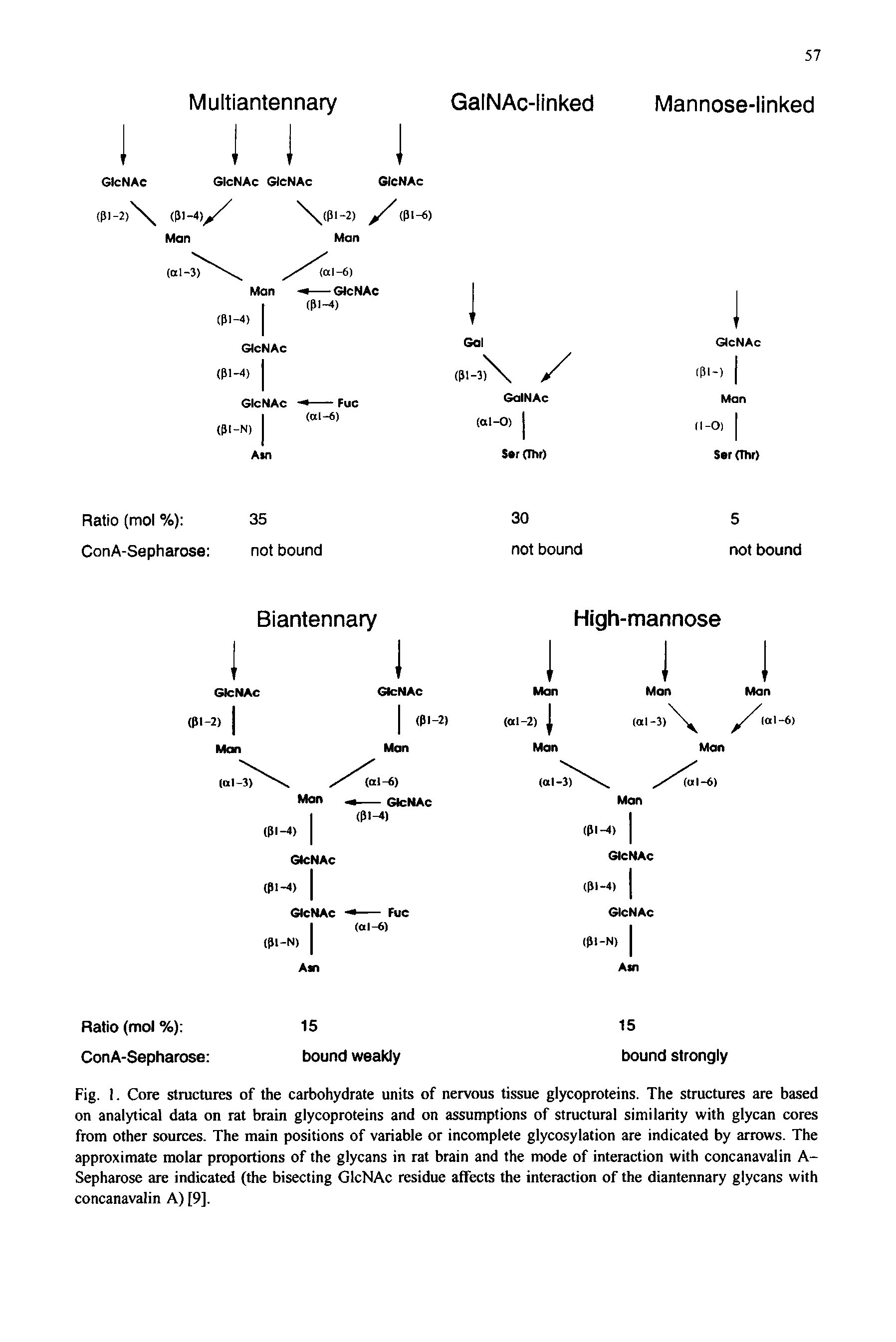 Fig. I. Core structures of the carbohydrate units of nervous tissue glycoproteins. The structures are based on analytical data on rat brain glycoproteins and on assumptions of structural similarity with glycan cores from other sources. The main positions of variable or incomplete glycosylation are indicated by arrows. The approximate molar proportions of the glycans in rat brain and the mode of interaction with concanavalin A-Sepharose are indicated (the bisecting GicNAc residue affects the interaction of the diantennary glycans with concanavalin A) [9].
