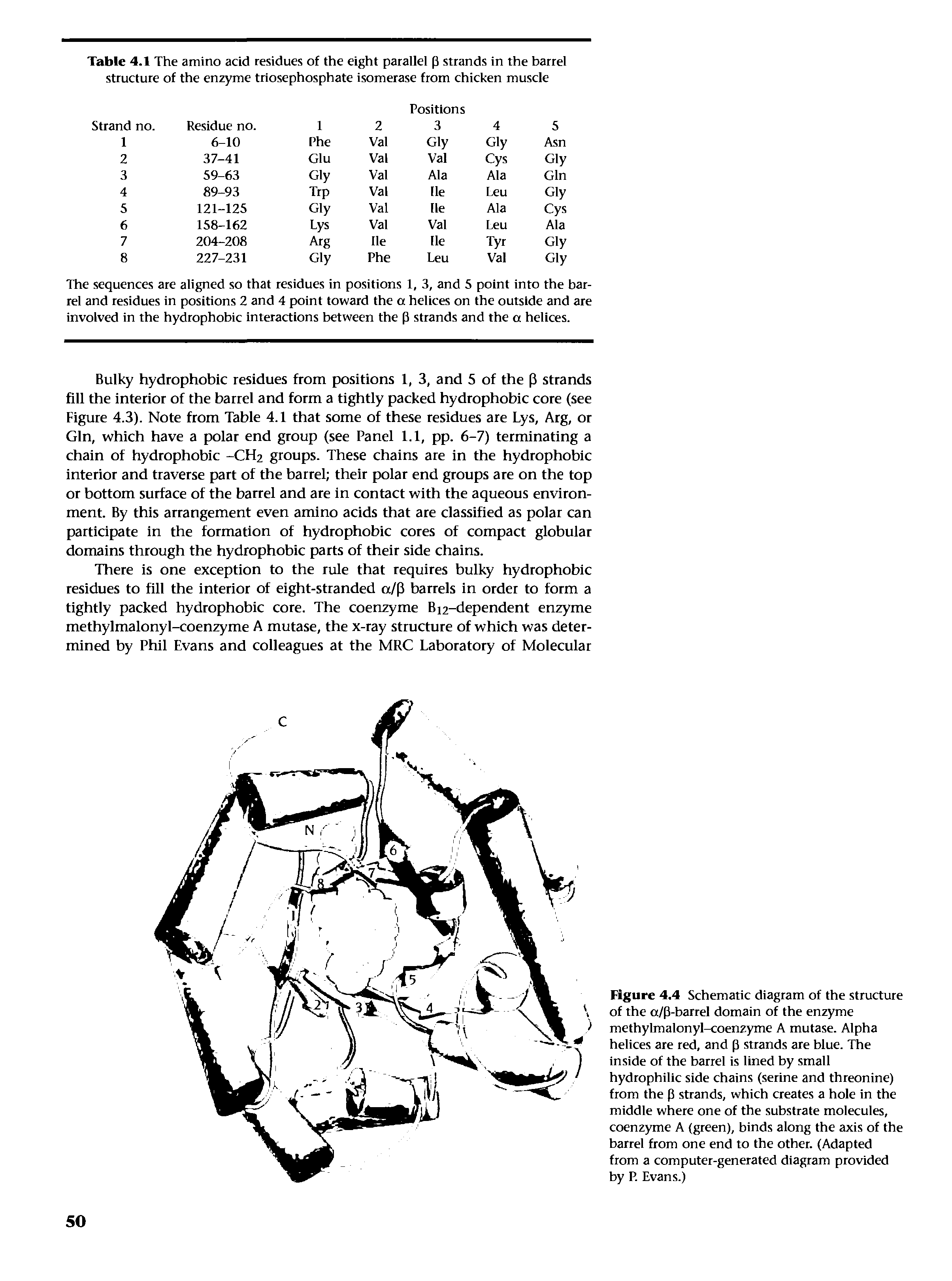 Figure 4.4 Schematic diagram of the structure of the a/p-barrel domain of the enzyme methylmalonyl-coenzyme A mutase. Alpha helices are red, and p strands are blue. The inside of the barrel is lined by small hydrophilic side chains (serine and threonine) from the p strands, which creates a hole in the middle where one of the substrate molecules, coenzyme A (green), binds along the axis of the barrel from one end to the other. (Adapted from a computer-generated diagram provided by P. Evans.)...