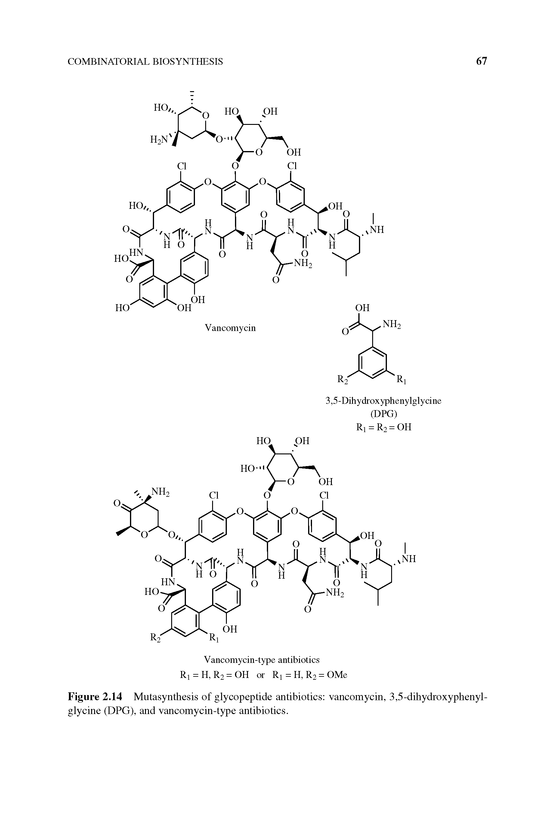 Figure 2.14 Mutasynthesis of glycopeptide antibiotics vancomycin, 3,5-dihydroxyphenyl-glycine (DPG), and vancomycin-type antibiotics.