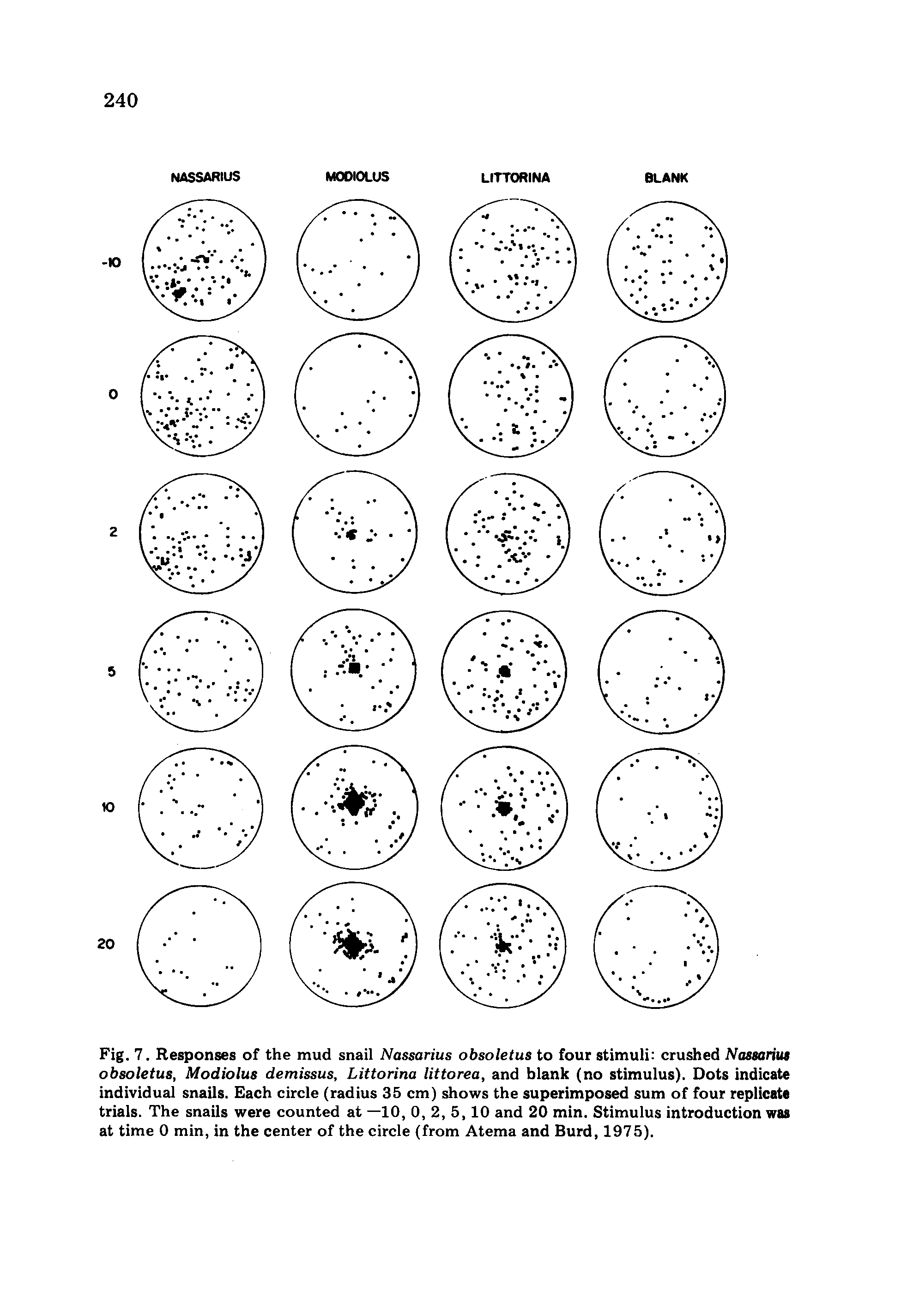 Fig. 7. Responses of the mud snail Nassarius obsoletus to four stimuli crushed Nassarius obsoletus, Modiolus demissus, Littorina littorea, and blank (no stimulus). Dots indicate individual snails. Each circle (radius 35 cm) shows the superimposed sum of four replicate trials. The snails were counted at —10, 0, 2, 5,10 and 20 min. Stimulus introduction was at time 0 min, in the center of the circle (from Atema and Burd, 1975).