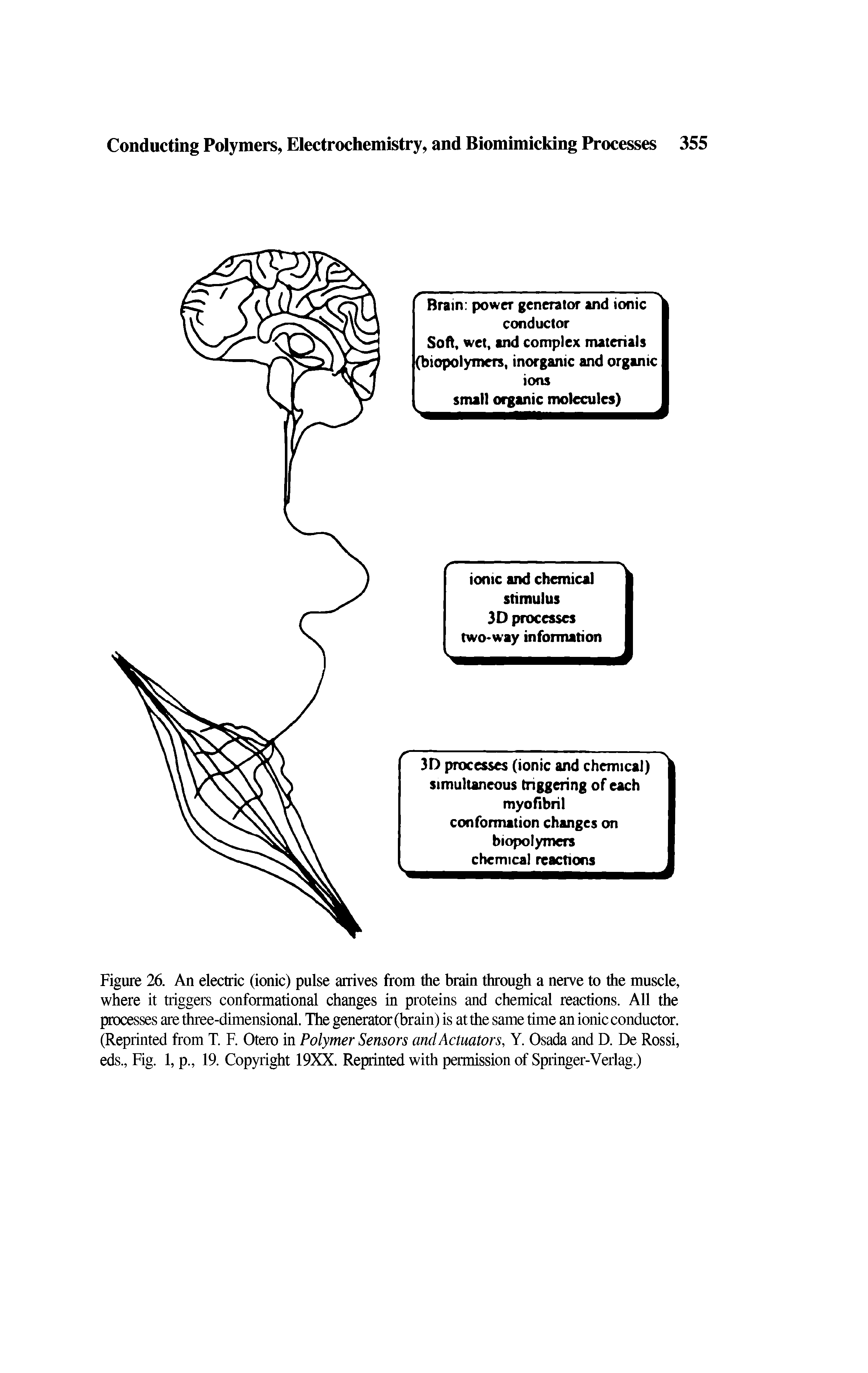 Figure 26. An electric (ionic) pulse arrives from the brain through a nerve to the muscle, where it triggers conformational changes in proteins and chemical reactions. All the processes are three-dimensional. The generator (brain) is at the same time an ionic conductor. (Reprinted from T. F. Otero in Polymer Sensors and Actuators, Y. Osada and D. De Rossi, eds., Fig. 1, p., 19. Copyright 19XX. Reprinted with permission of Springer-Verlag.)...