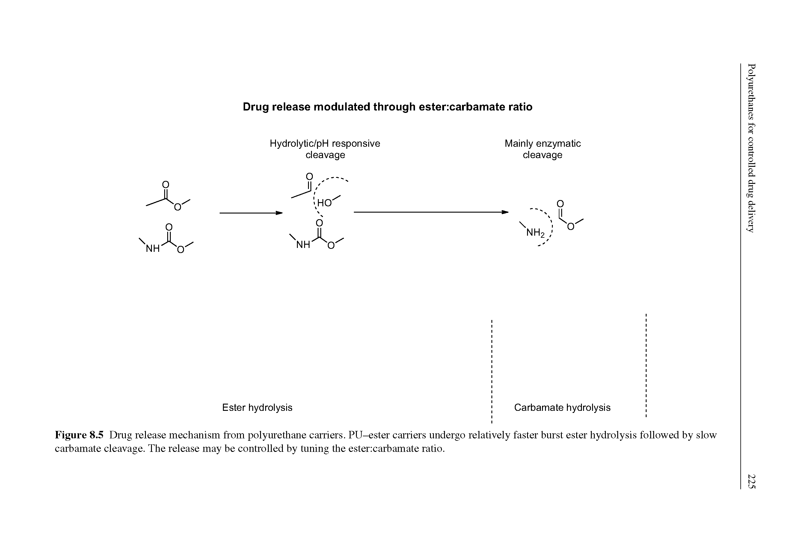 Figure 8.5 Drug release mechanism from polyurethane carriers. PU-ester carriers undergo relatively faster burst ester hydrolysis followed by slow carbamate cleavage. The release may be controlled by tuning the esterxarbamate ratio.
