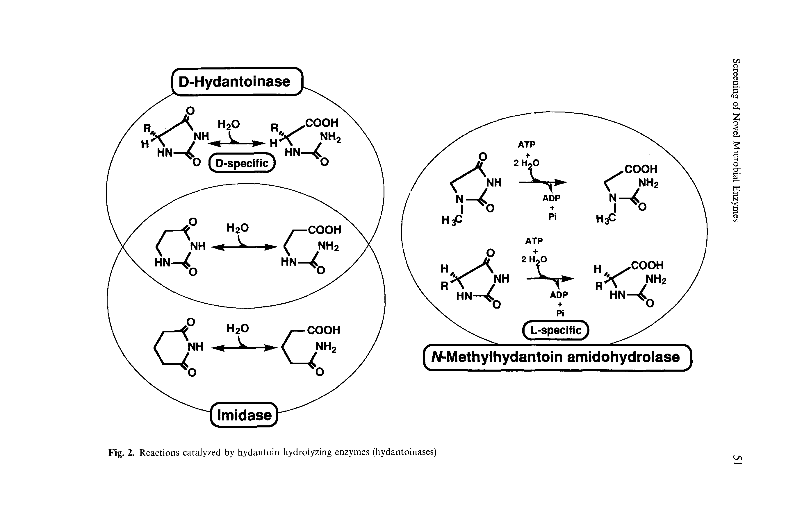 Fig. 2. Reactions catalyzed by hydantoin-hydrolyzing enzymes (hydantoinases)...