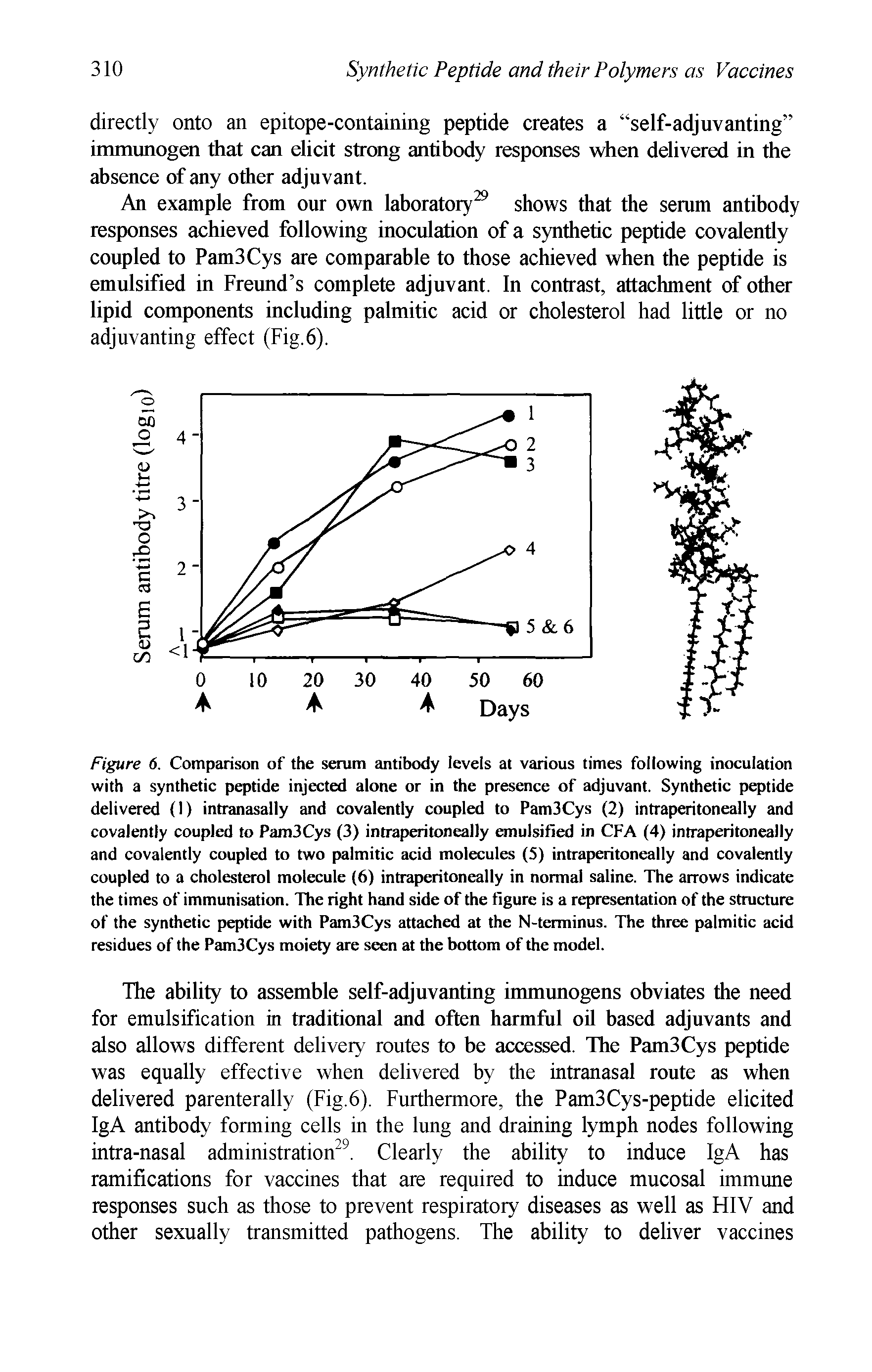 Figure 6. Comparison of the serum antibody levels at various times following inoculation with a synthetic peptide injected alone or in the presence of adjuvant. Synthetic peptide delivered (1) intranasally and covalently coupled to Pam3Cys (2) intraperitoneally and covalently coupled to Pam3Cys (3) intraperitoneally emulsified in CFA (4) intraperitoneally and covalently coupled to two palmitic acid molecules (S) intraperitoneally and covalently coupled to a cholesterol molecule (6) intraperitoneally in normal saline. The arrows indicate the times of immunisation. The right hand side of the figure is a representation of the structure of the synthetic peptide with Pam3Cys attached at the N-terminus. The three palmitic acid residues of the Pam3Cys moiety are seen at the bottom of the model.