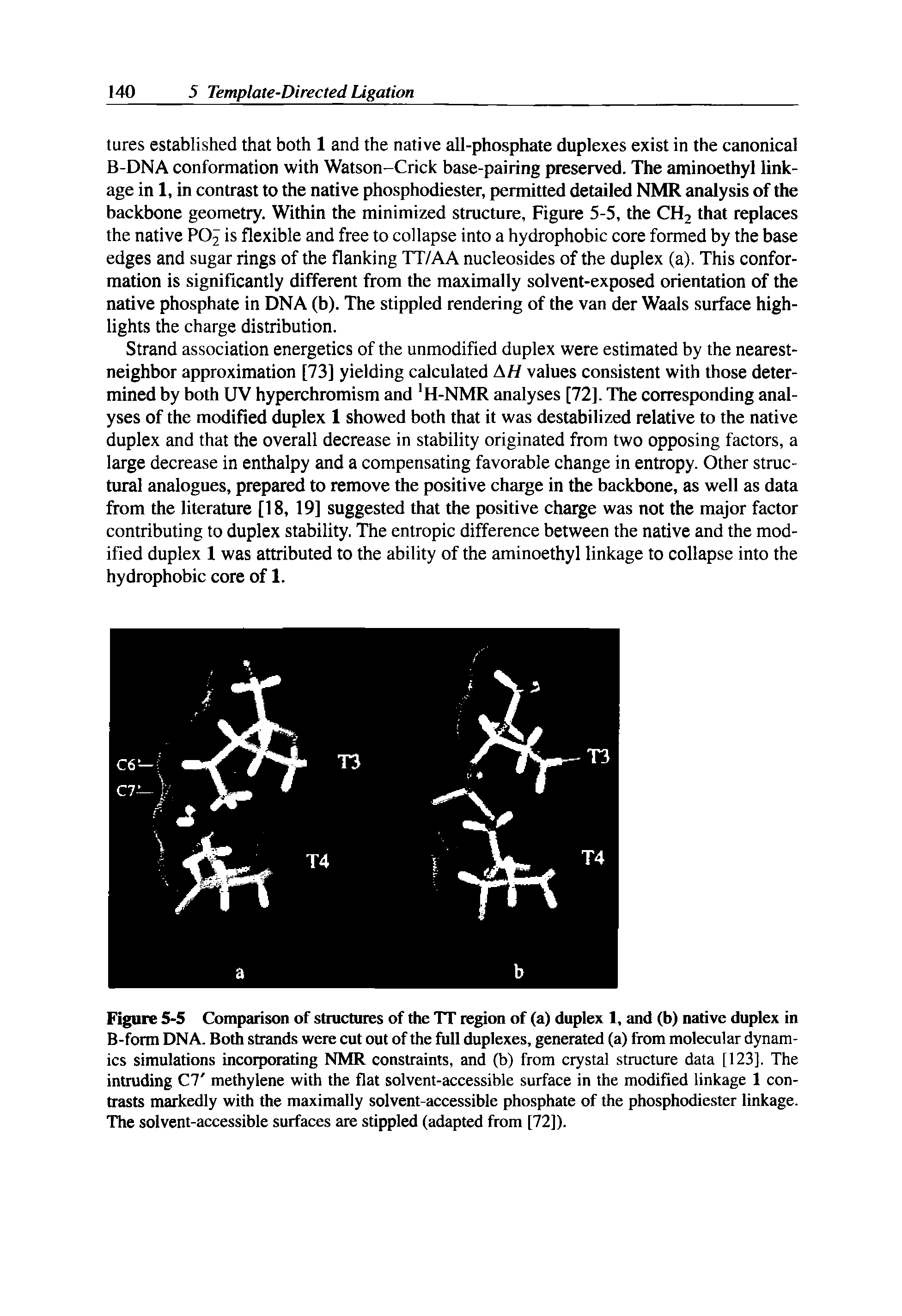 Figure 5-5 Comparison of structures of the TT region of (a) duplex 1, and (b) native duplex in B-form DNA. Both strands were cut out of the full duplexes, generated (a) from molecular dynamics simulations incorporating NMR constraints, and (b) from crystal structure data [123], The intruding C7 methylene with the flat solvent-accessible surface in the modified linkage 1 contrasts markedly with the maximally solvent-accessible phosphate of the phosphodiester linkage. The solvent-accessible surfaces are stippled (adapted from [72]).