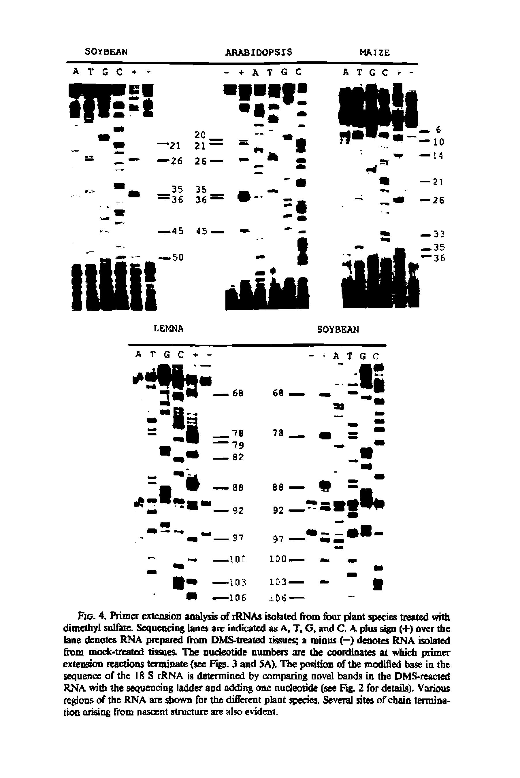 Fig. 4. Primer extension analysis of rRNAs isolated from four plant species treated with dimethyl sulfate. Sequencing lanes are indicated as A, T, G, and C. A plus sign (+) over the lane denotes RNA prepared from DMS-treated tissues a minus (—) denotes RNA isolated from mock-treated tissues. The nucleotide numbers are the coordinates at which primer extension reactions terminate (see Figs- 3 and 5A). The position of the modified base in the sequence of the 18 S rRNA is determined by comparing novel bands in the DMS-reacted RNA with the sequencing ladder and adding one nucleotide (see Fig. 2 for details). Various regions of the RNA are shown for the different plant species. Several sites of chain termination arising from nascent structure are also evident.