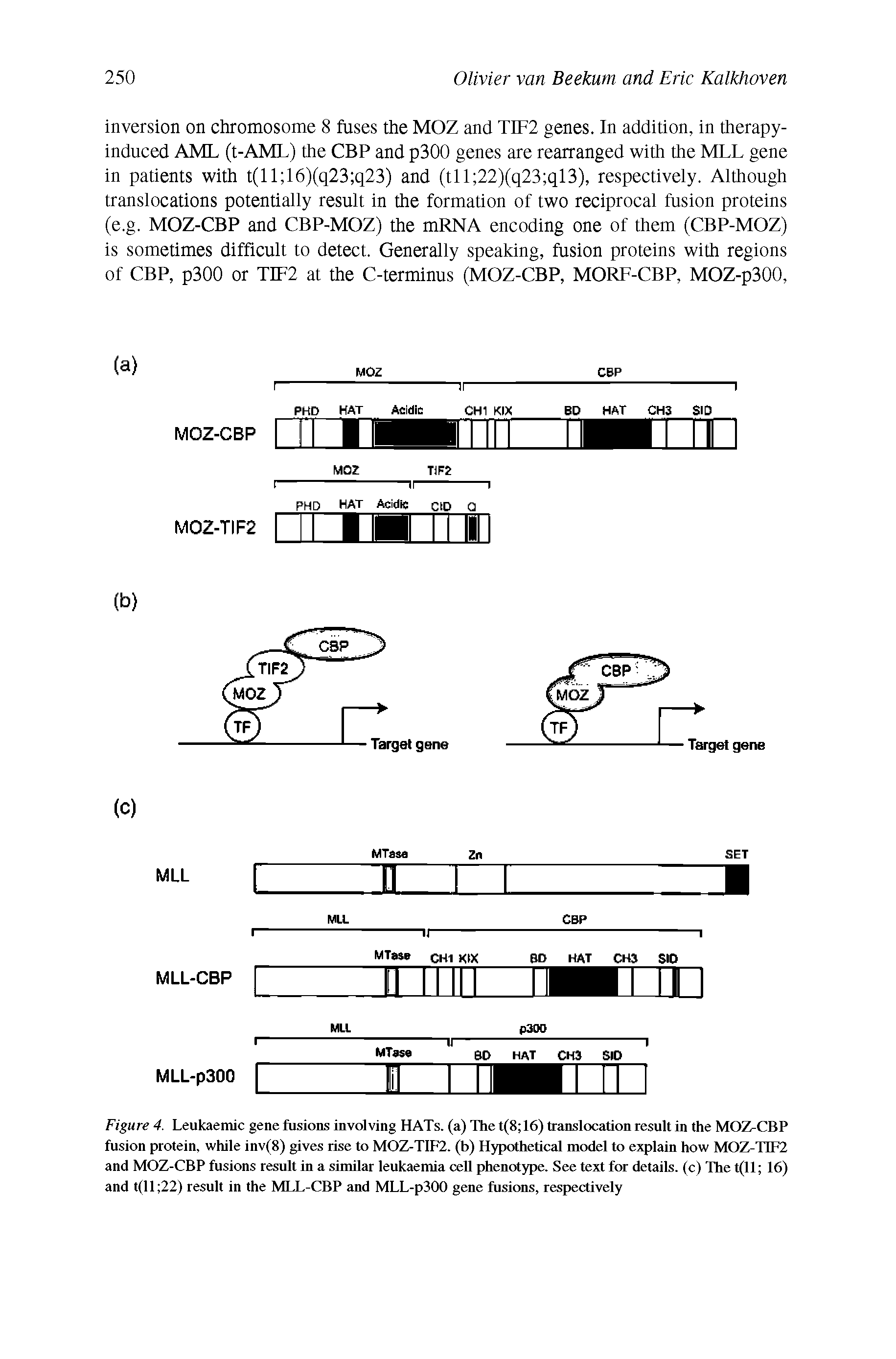 Figure 4. Leukaemic gene fusions involving HATs. (a) The t(8 16) translocation result in the MOZ-CBP fusion protein, while inv(8) gives rise to MOZ-T1F2. (b) Hypothetical model to explain how MOZ-T1F2 and MOZ-CBP fusions result in a similar leukaemia cell phenotype. See text for details, (c) The t(ll 16) and t(l 1 22) result in the MLL-CBP and MLL-p300 gene fusions, respectively...