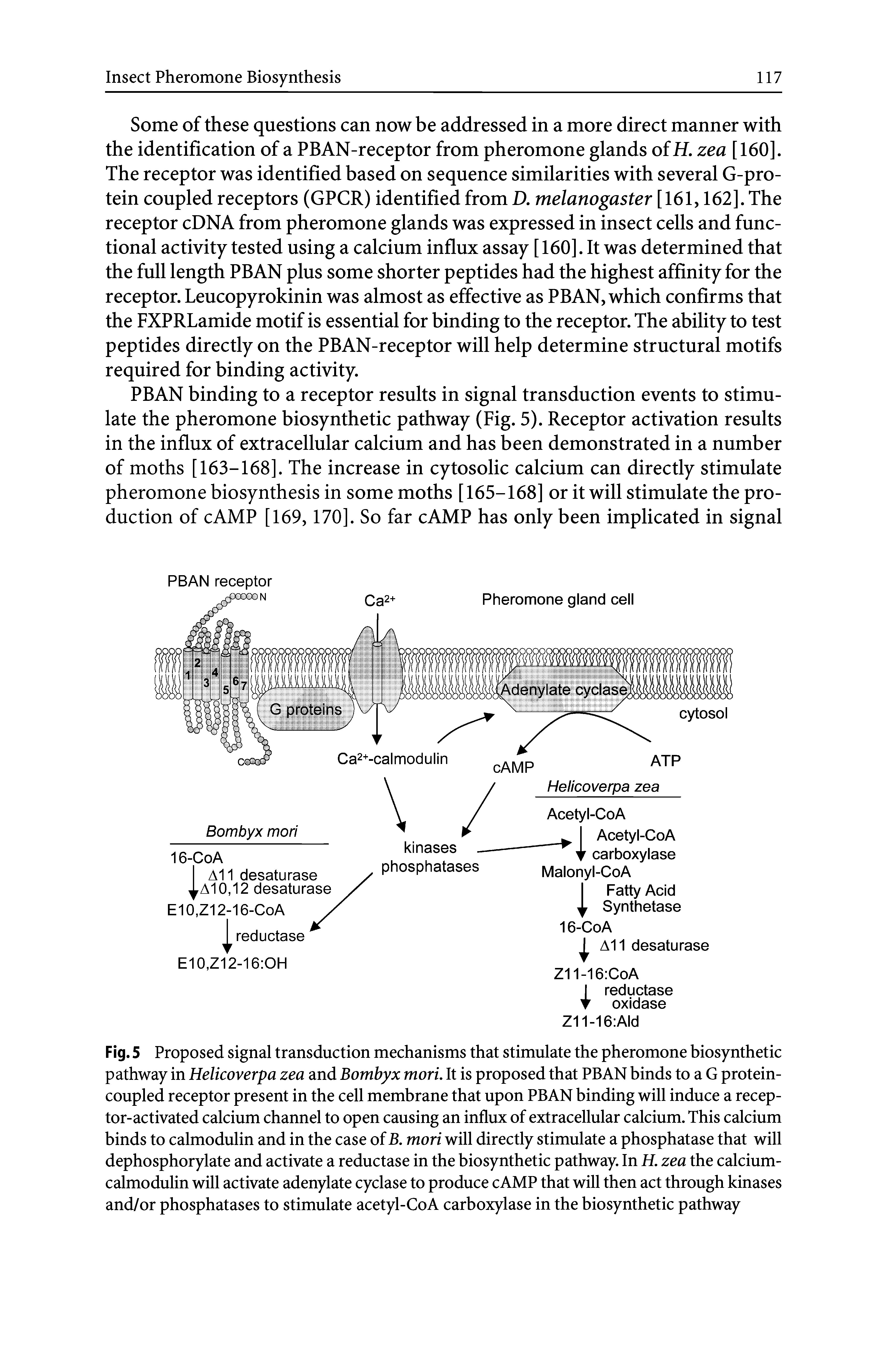 Fig. 5 Proposed signal transduction mechanisms that stimulate the pheromone biosynthetic pathway in Helicoverpa zea and Bombyx mori. It is proposed that PBAN binds to a G protein-coupled receptor present in the cell membrane that upon PBAN binding will induce a receptor-activated calcium channel to open causing an influx of extracellular calcium. This calcium binds to calmodulin and in the case of B. mori will directly stimulate a phosphatase that will dephosphorylate and activate a reductase in the biosynthetic pathway. In H. zea the calcium-calmodulin will activate adenylate cyclase to produce cAMP that will then act through kinases and/or phosphatases to stimulate acetyl-CoA carboxylase in the biosynthetic pathway...