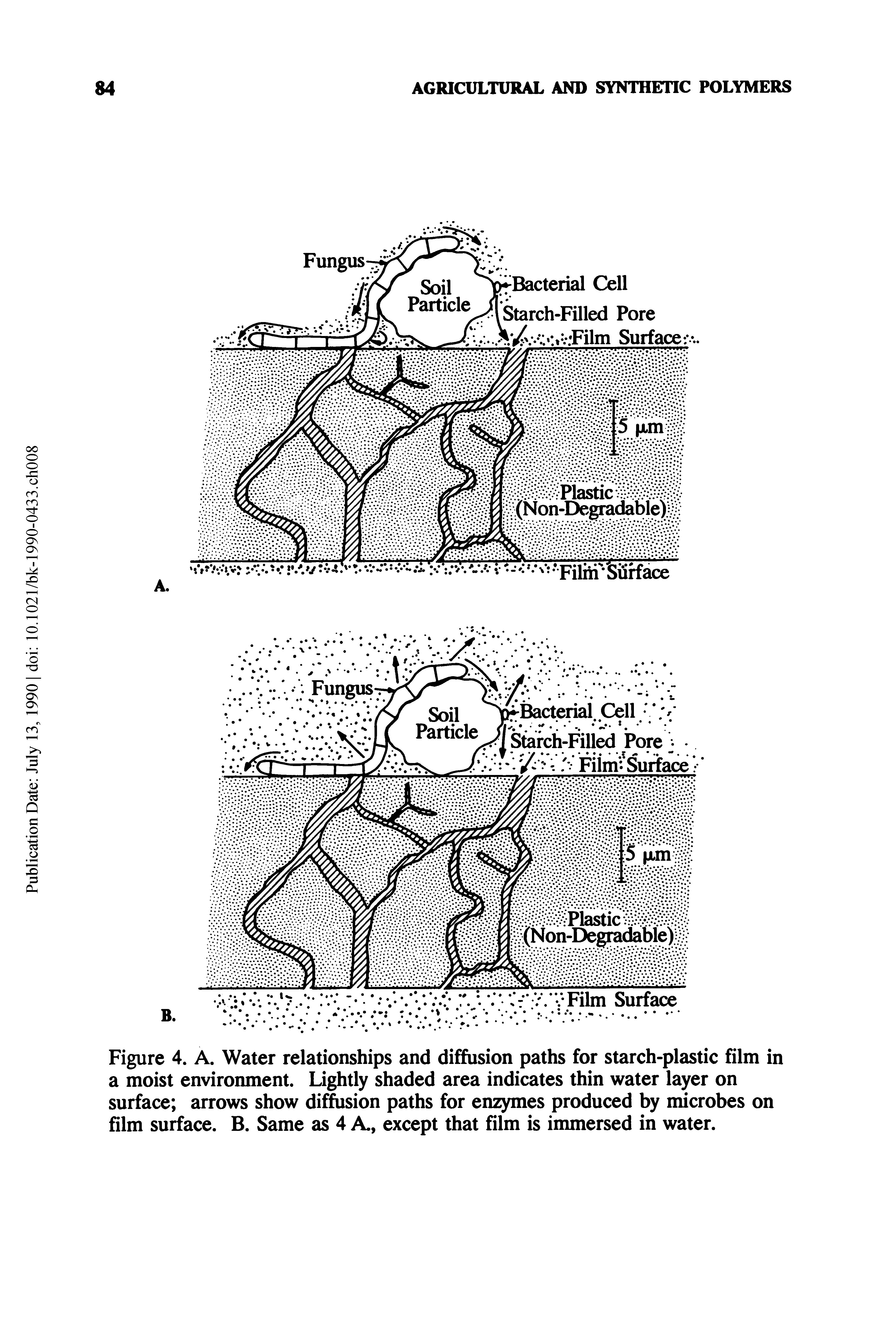 Figure 4. A. Water relationships and diffusion paths for starch-plastic film in a moist environment. Lightly shaded area indicates thin water layer on surface arrows show diffusion paths for enzymes produced by microbes on film surface. B. Same as 4 A., except that film is inunersed in water.