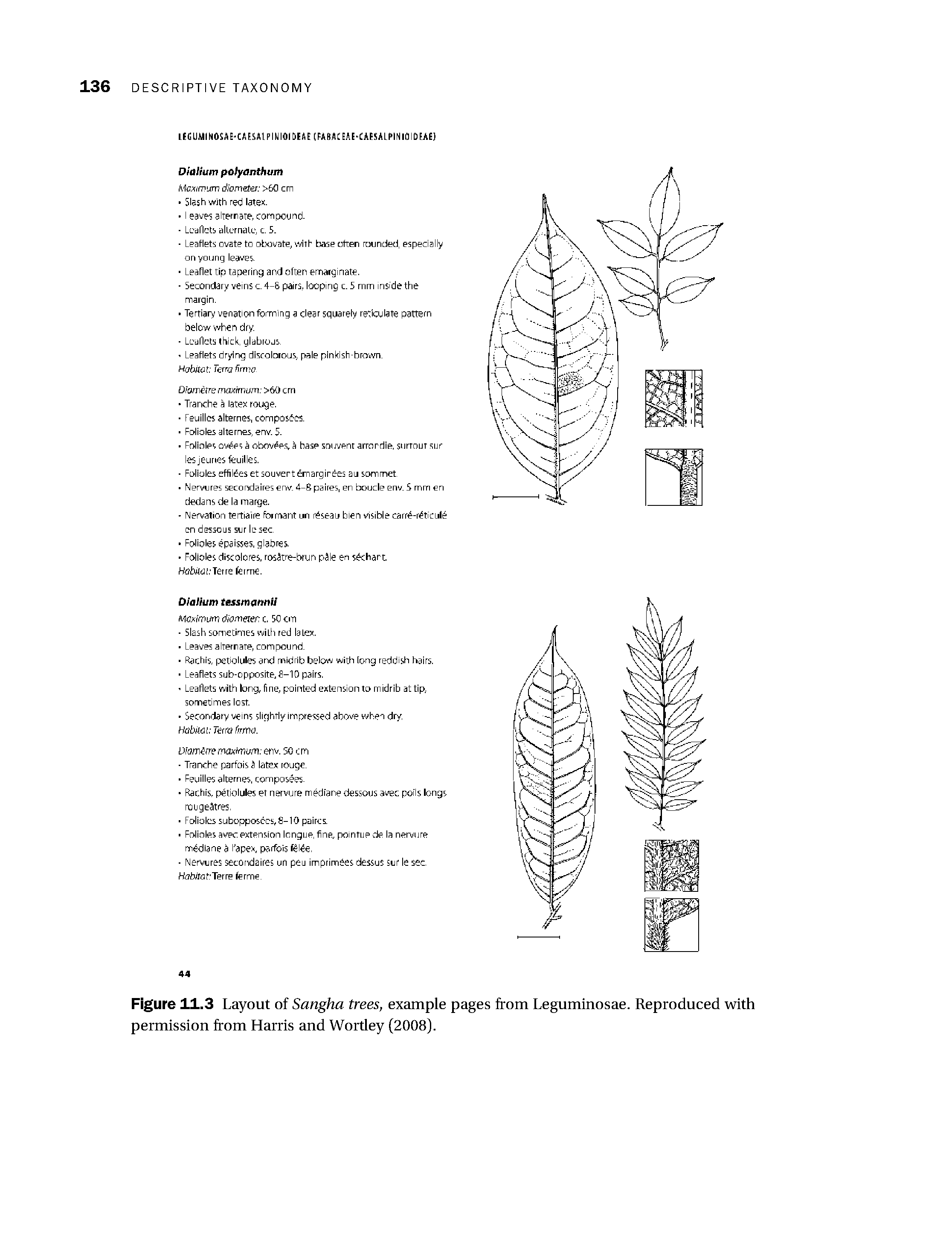 Figure 11.3 Layout of Sangha trees, example pages from Leguminosae. Reproduced with permission from Harris and Wortley (2008).
