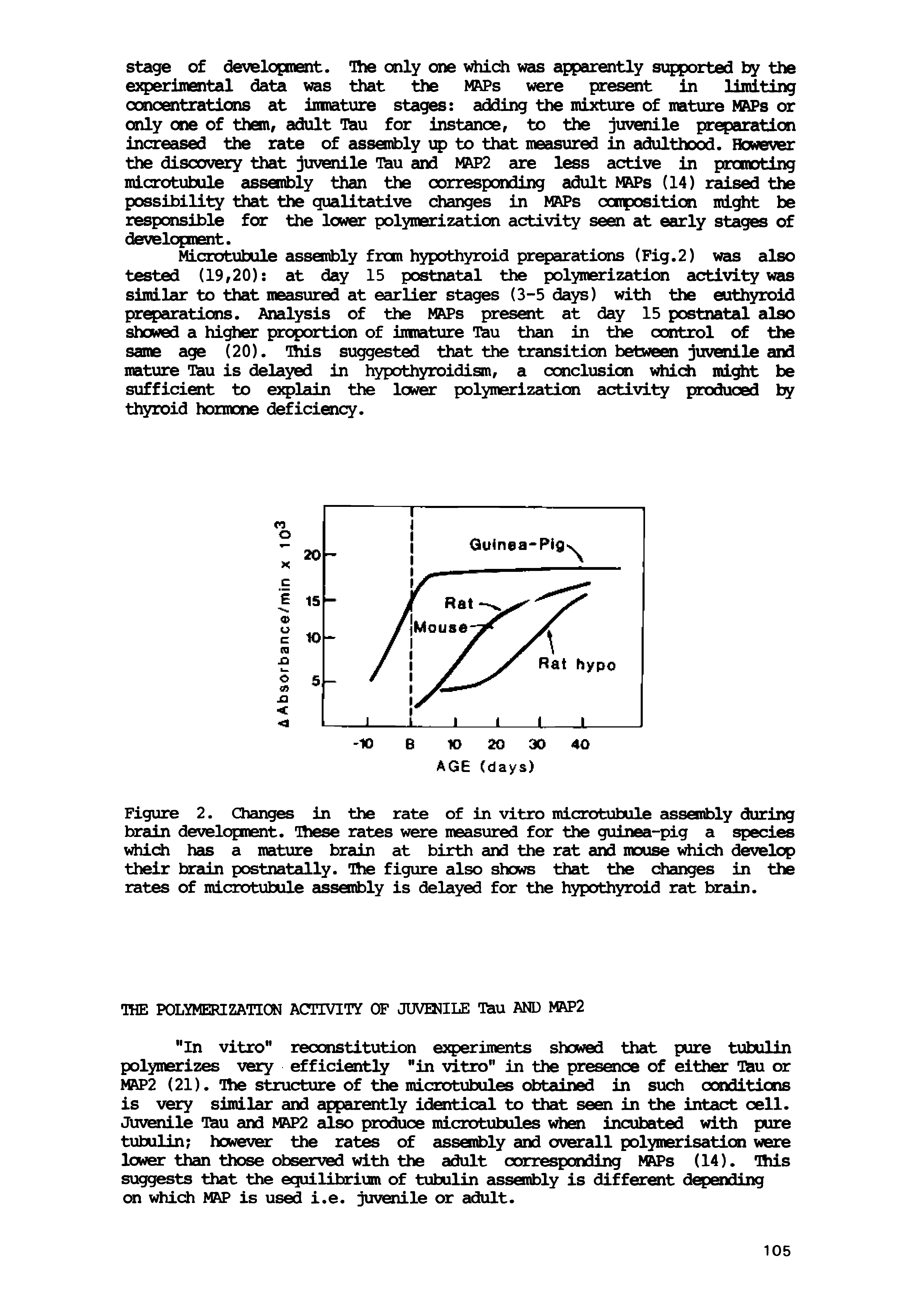 Figure 2. Changes in the rate of in vitro microtubule assembly during brain development. Hiese rates were measuored for the guinea-pig a species v ch has a mature brain at birth and the rat and mouse vMch develop their brain postnatally. Hie figure also shows that the changes in the rates of microtubule assembly is delayed for the hypothyroid rat brain.