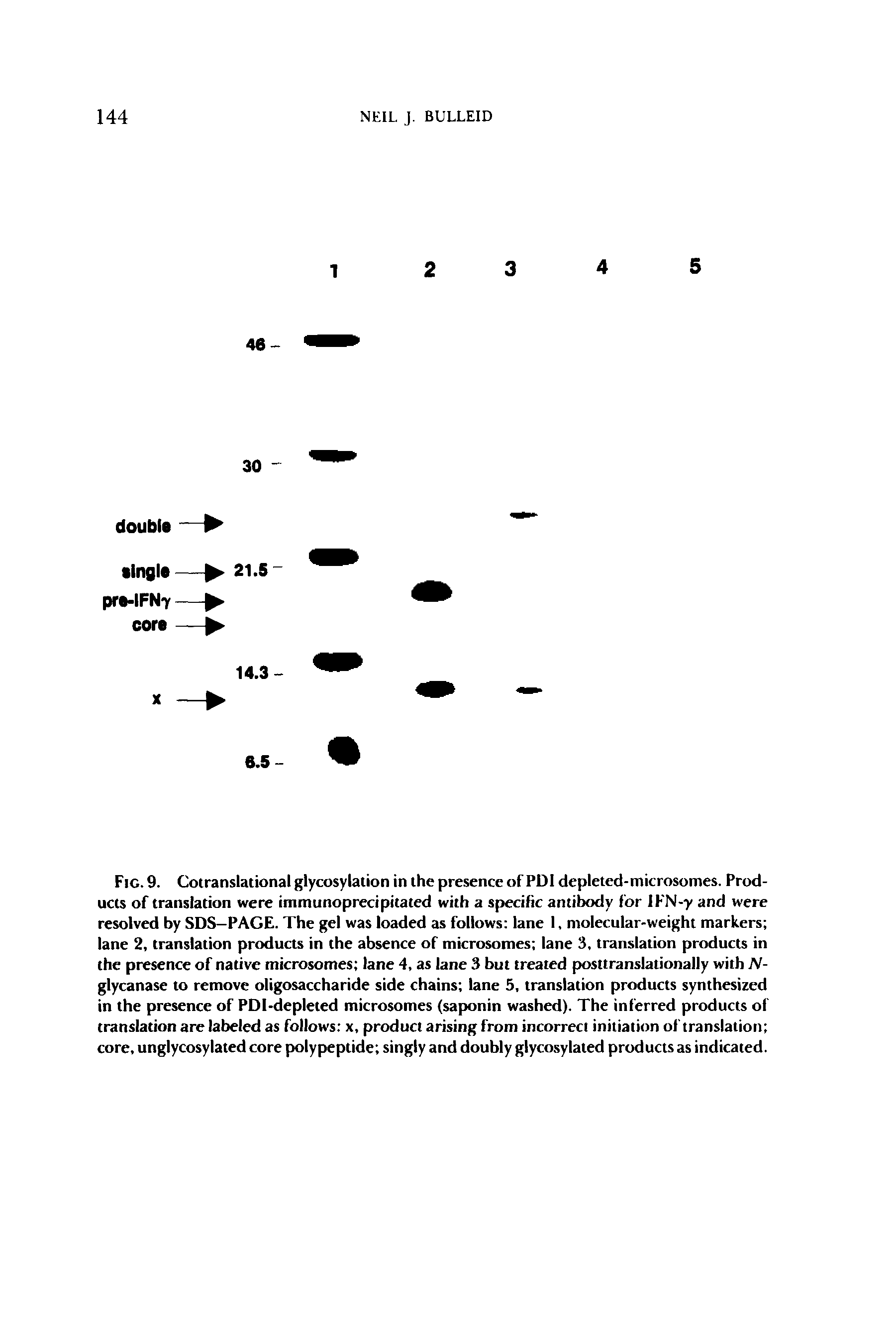 Fig. 9. Cotranslational glycosylalion in the presence of PDl depleted-microsomes. Products of translation were immunoprecipitated with a specific antibody for IKN-y and were resolved by SDS—PAGE. The gel was loaded as follows lane 1, molecular-weight markers lane 2, translation products in the absence of microsomes lane 3, translation products in the presence of native microsomes lane 4, as lane 3 but treated posttranslationally with N-glycanase to remove oligosaccharide side chains lane 5, translation products synthesized in the presence of PDI-depleted microsomes (saponin washed). The inferred products of translation are labeled as follows x, product arising from incorrect initiation of translation core, unglycosylated core polypeptide singly and doubly glycosylated products as indicated.