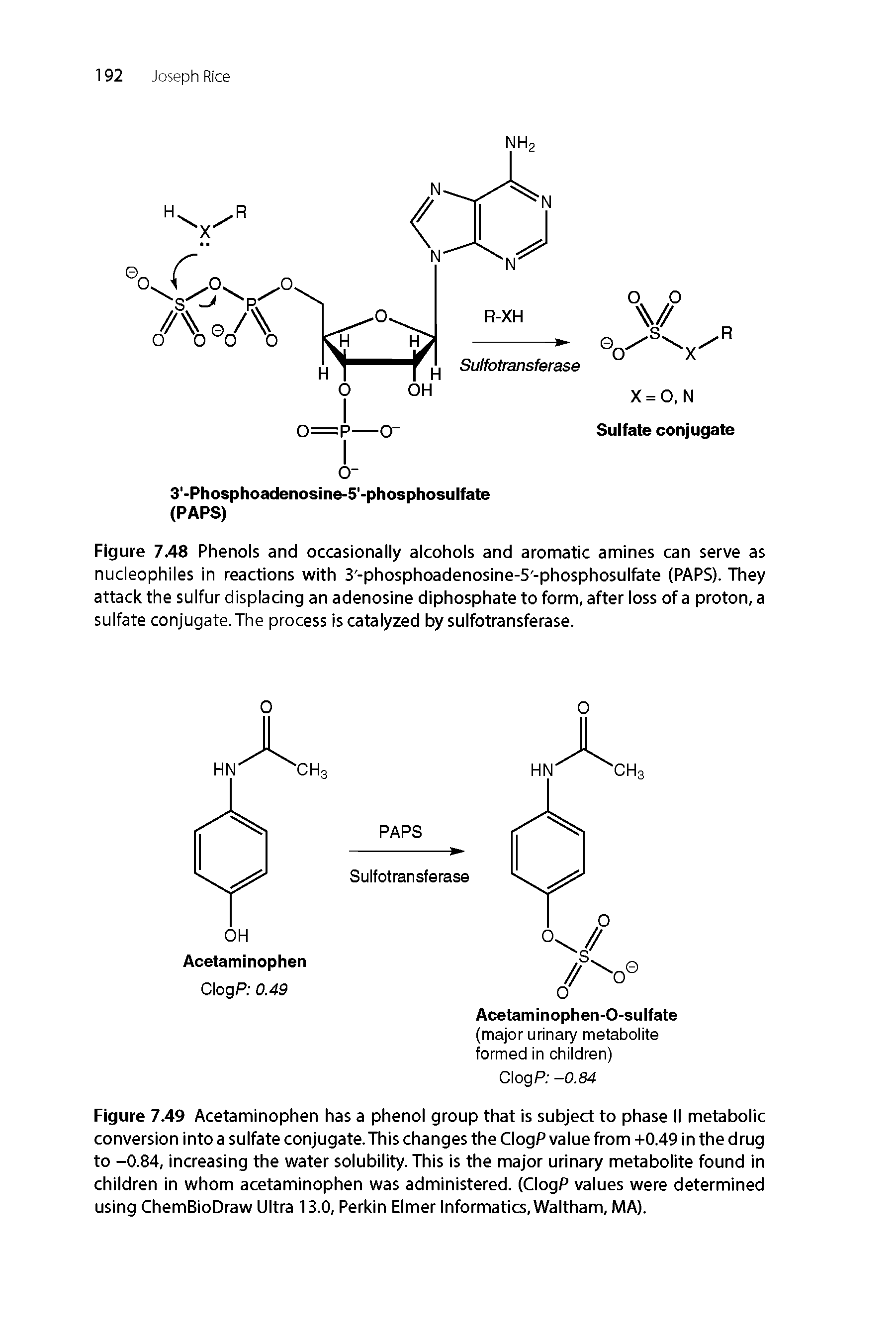 Figure 749 Acetaminophen has a phenol group that is subject to phase II metabolic conversion into a sulfate conjugate.This changes the ClogP value from +0.49 in the drug to -0.84, increasing the water solubility. This is the major urinary metabolite found in children in whom acetaminophen was administered. (ClogP values were determined using ChemBioDraw Ultra 13.0, Perkin Elmer Informatics, Waltham, MA).