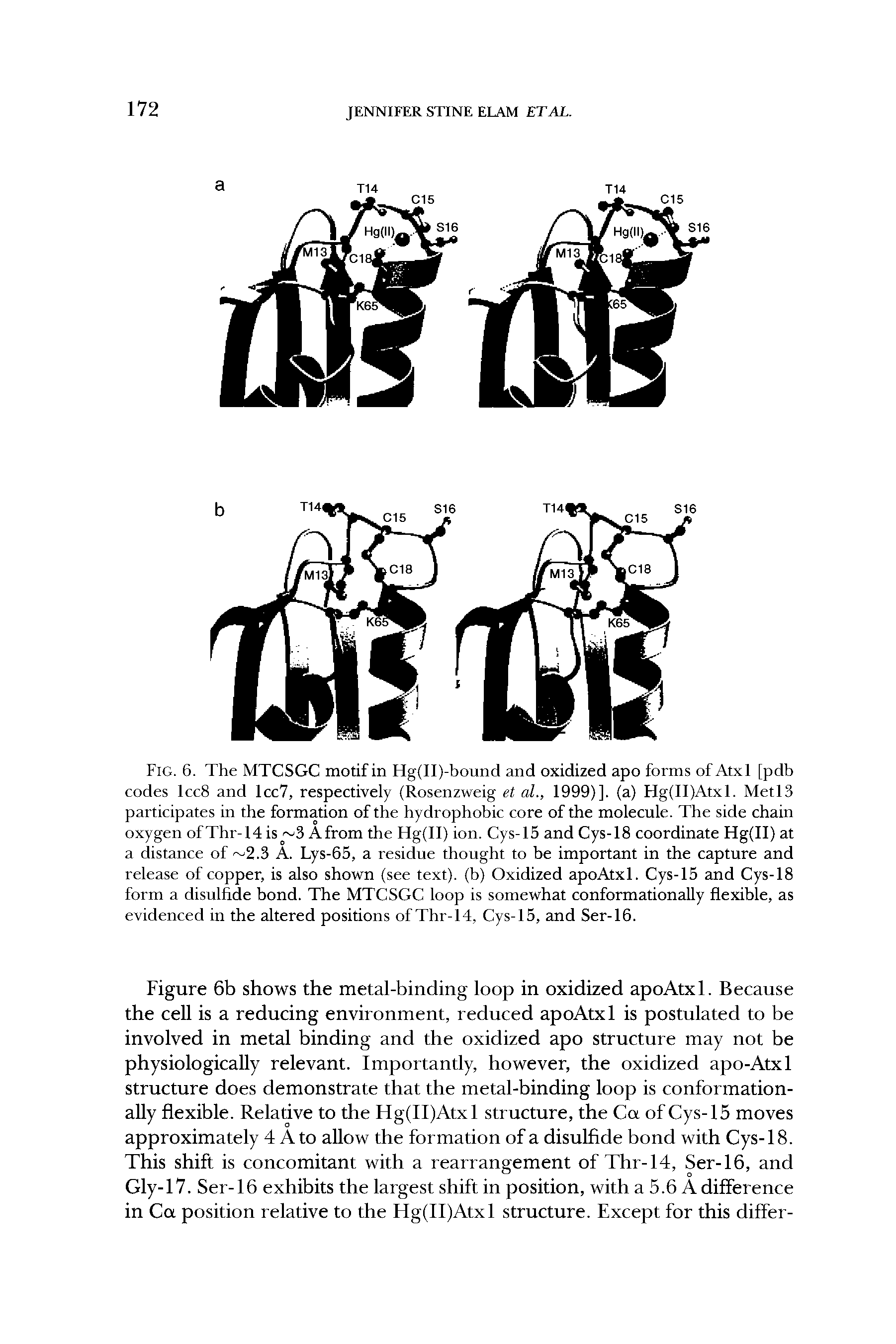 Fig. 6. The MTCSGC motif in Hg(II)-bound and oxidized apo forms of Atxl [pdb codes lcc8 and lcc7, respectively (Rosenzweig et al., 1999)]. (a) Hg(II)Atxl. Metis participates in the formation of the hydrophobic core of the molecule. The side chain oxygen of Thr-14 is 3 Afrom the Hg(ll) ion. CysT5 and CysT8 coordinate Hg(ll) at a distance of 2.3 A. Lys-65, a residue thought to be important in the capture and release of copper, is also shown (see text), (b) Oxidized apoAtxl. CysT5 and CysT8 form a disulfide bond. The MTCSGC loop is somewhat conformationally flexible, as evidenced in the altered positions of Thr-14, Cys-15, and Ser-16.