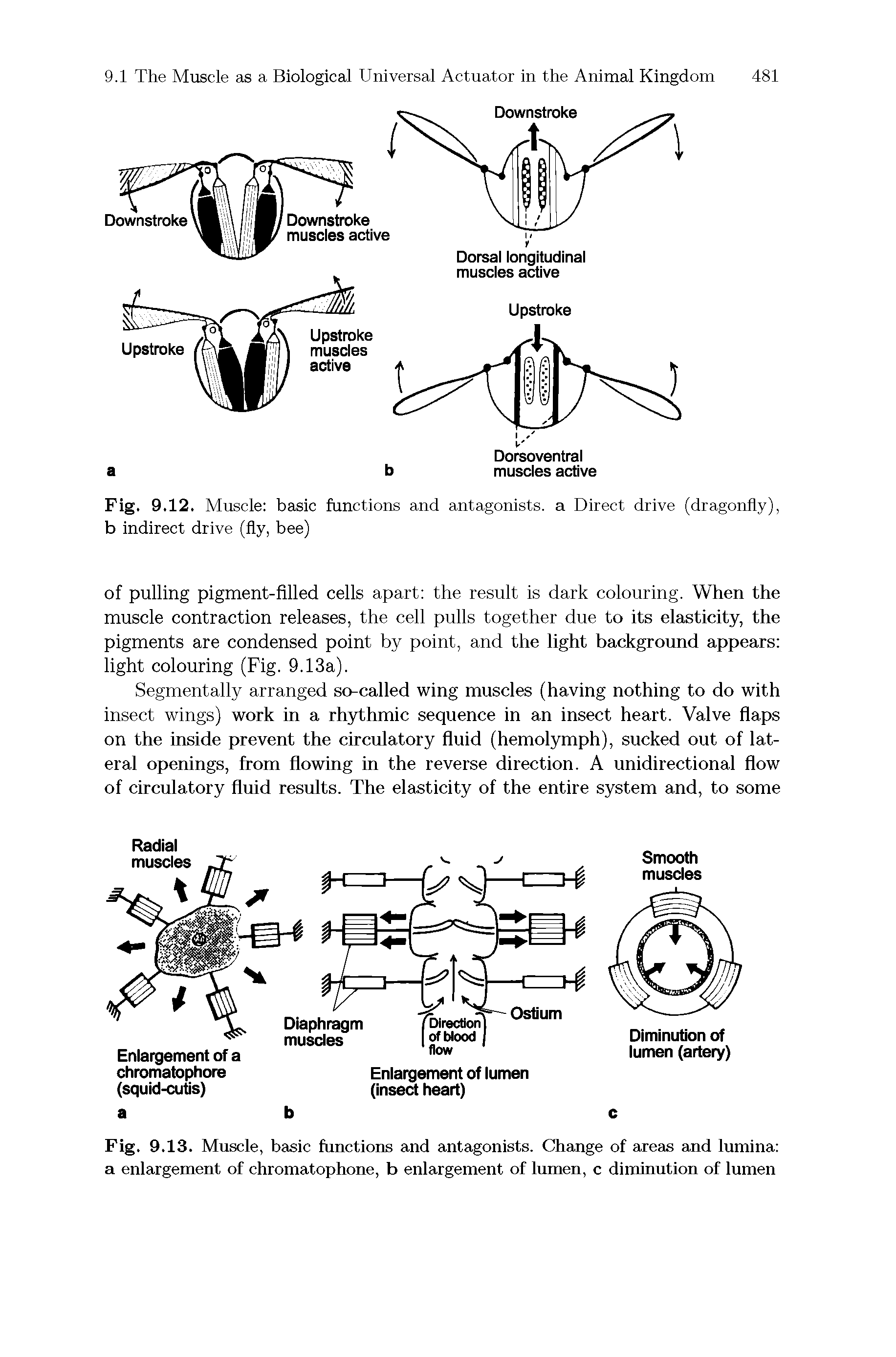 Fig. 9.12. Muscle basic functions and antagonists, a Direct drive (dragonfly), b indirect drive (fly, bee)...