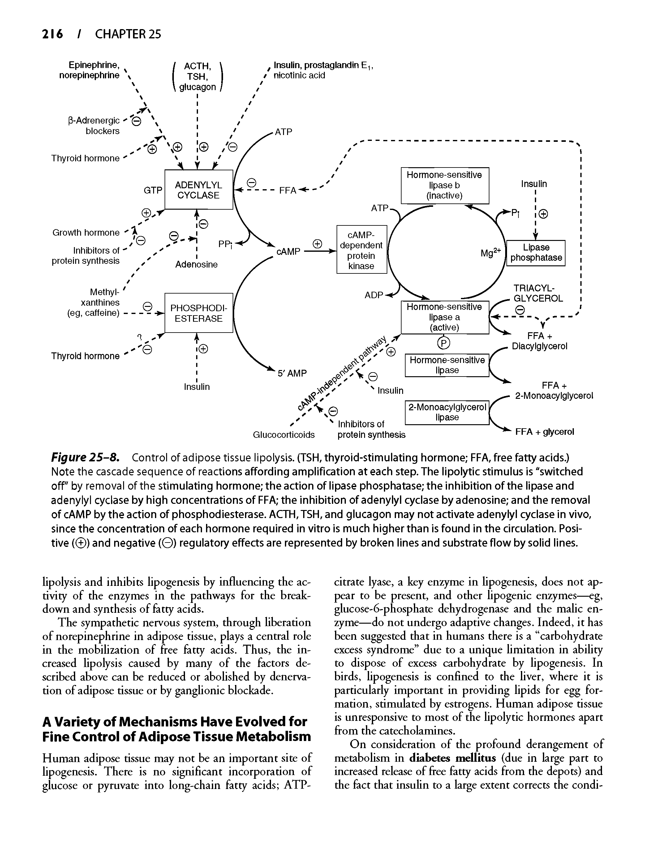 Figure 25-8. Control of adipose tissue lipolysis. (TSH, thyroid-stimulating hormone FFA, free fatty acids.) Note the cascade sequence of reactions affording amplification at each step. The lipolytic stimulus is "switched off" by removal of the stimulating hormone the action of lipase phosphatase the inhibition of the lipase and adenylyl cyclase by high concentrations of FFA the inhibition of adenylyl cyclase by adenosine and the removal of cAMP by the action of phosphodiesterase. ACTFI,TSFI, and glucagon may not activate adenylyl cyclase in vivo, since the concentration of each hormone required in vitro is much higher than is found in the circulation. Positive ( ) and negative ( ) regulatory effects are represented by broken lines and substrate flow by solid lines.