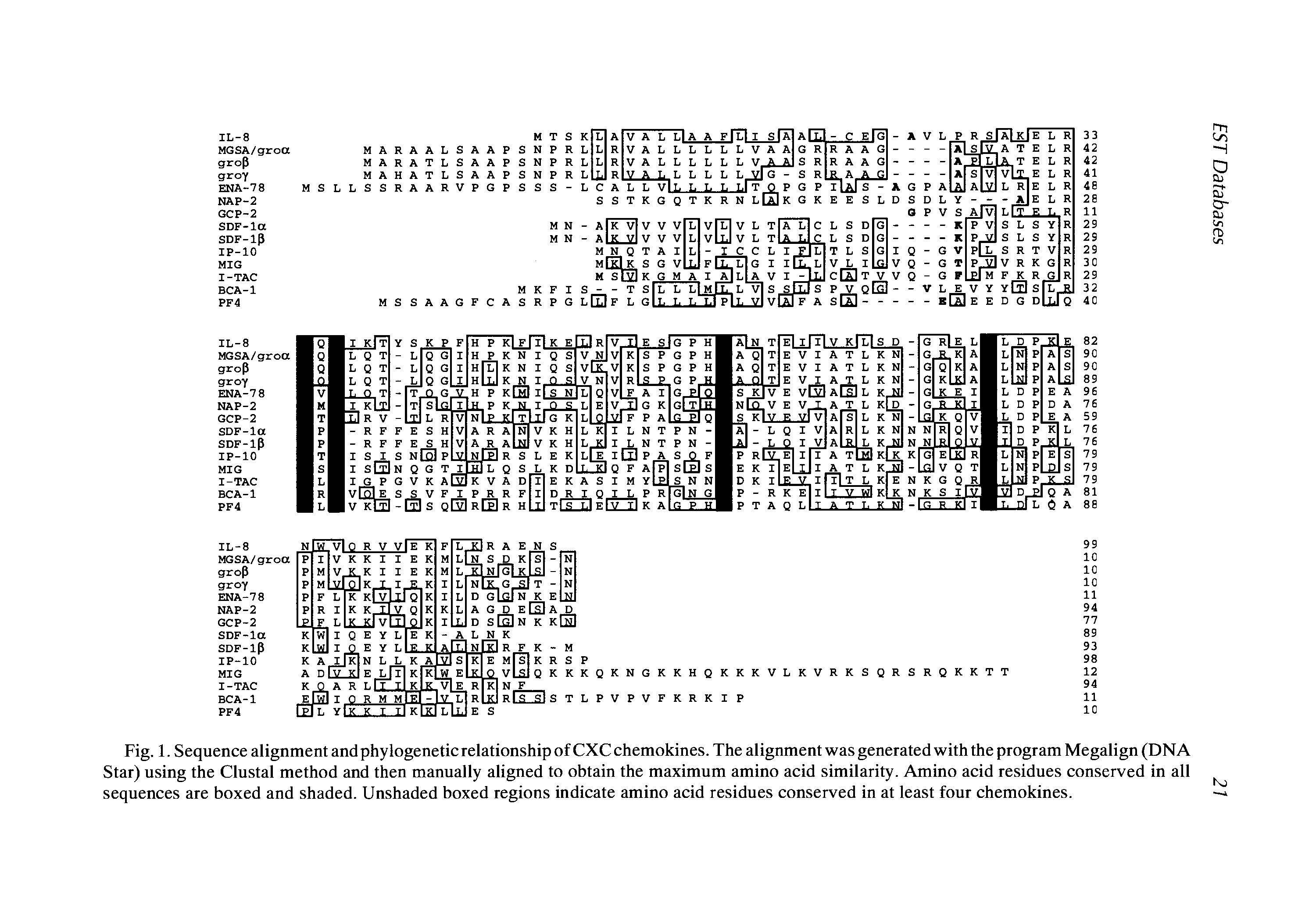 Fig. 1. Sequence alignment and phylogenetic relationship of CXC chemokines. The alignment was generated with the program Megalign (DNA Star) using the Clustal method and then manually aligned to obtain the maximum amino acid similarity. Amino acid residues conserved in all sequences are boxed and shaded. Unshaded boxed regions indicate amino acid residues conserved in at least four chemokines.