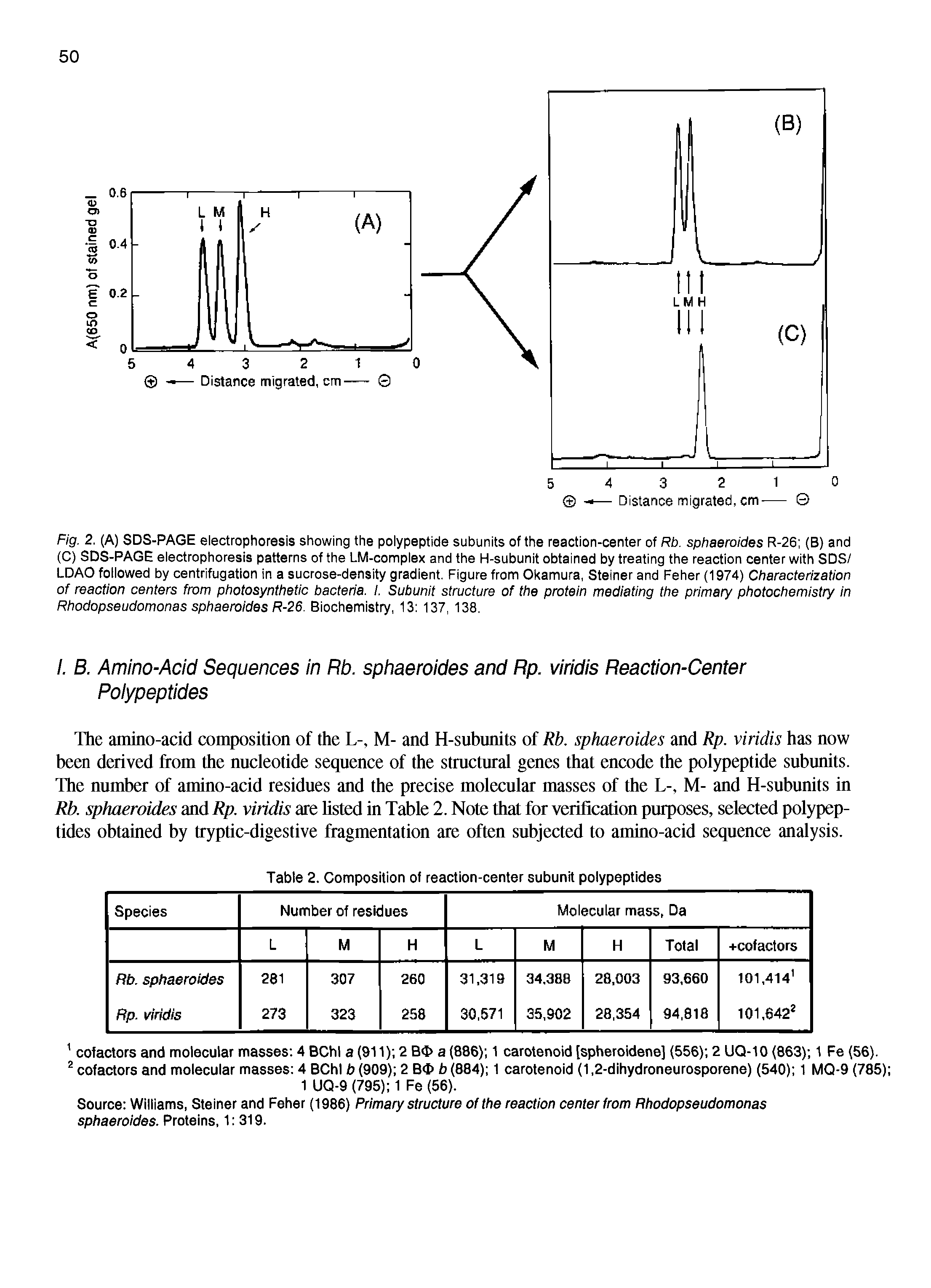 Fig. 2. (A) SDS-PAGE electrophoresis showing the polypeptide subunits of the reaction-center of Rb. sphaeroides R-26 (B) and (C) SDS-PAGE electrophoresis patterns of the LM-complex and the H-subunit obtained by treating the reaction center with SDS/ LDAO followed by centrifugation in a sucrose-density gradient. Figure from Okamura, Steiner and Feher (1974) Characterization of reaction centers from photosynthetic bacteria. I. Subunit structure of the protein mediating the primary photochemistry in Rhodopseudomonas sphaeroides R-26. Biochemistry, 13 137, 138.