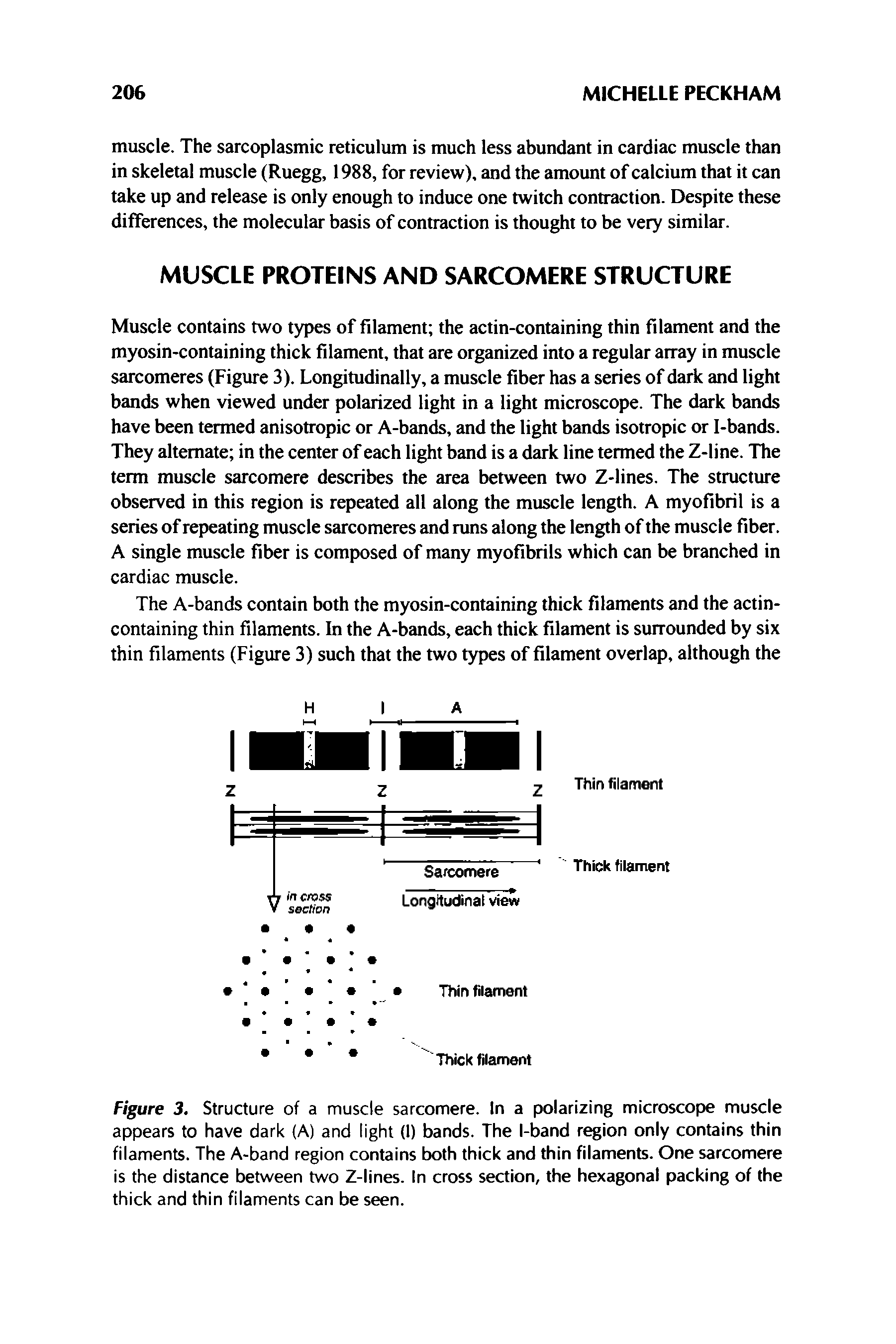 Figure 3. Structure of a muscle sarcomere. In a polarizing microscope muscle appears to have dark (A) and light (I) bands. The l-band region only contains thin filaments. The A-band region contains both thick and thin filaments. One sarcomere is the distance between two Z-lines. In cross section, the hexagonal packing of the thick and thin filaments can be seen.