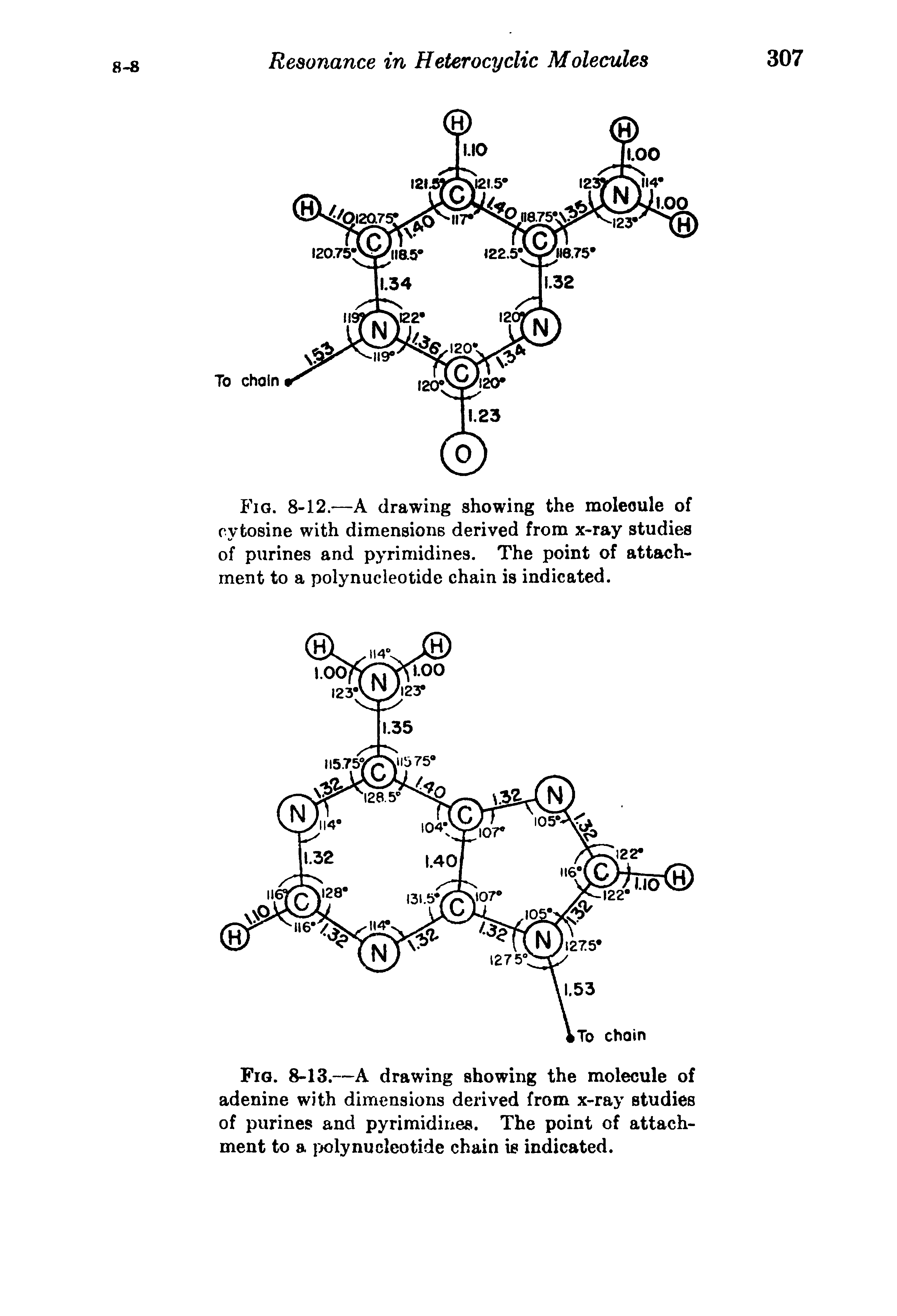 Fig. 8-13.—A drawing showing the molecule of adenine with dimensions derived from x-ray studies of purines and pyrimidines. The point of attachment to a poly nucleotide chain is indicated.