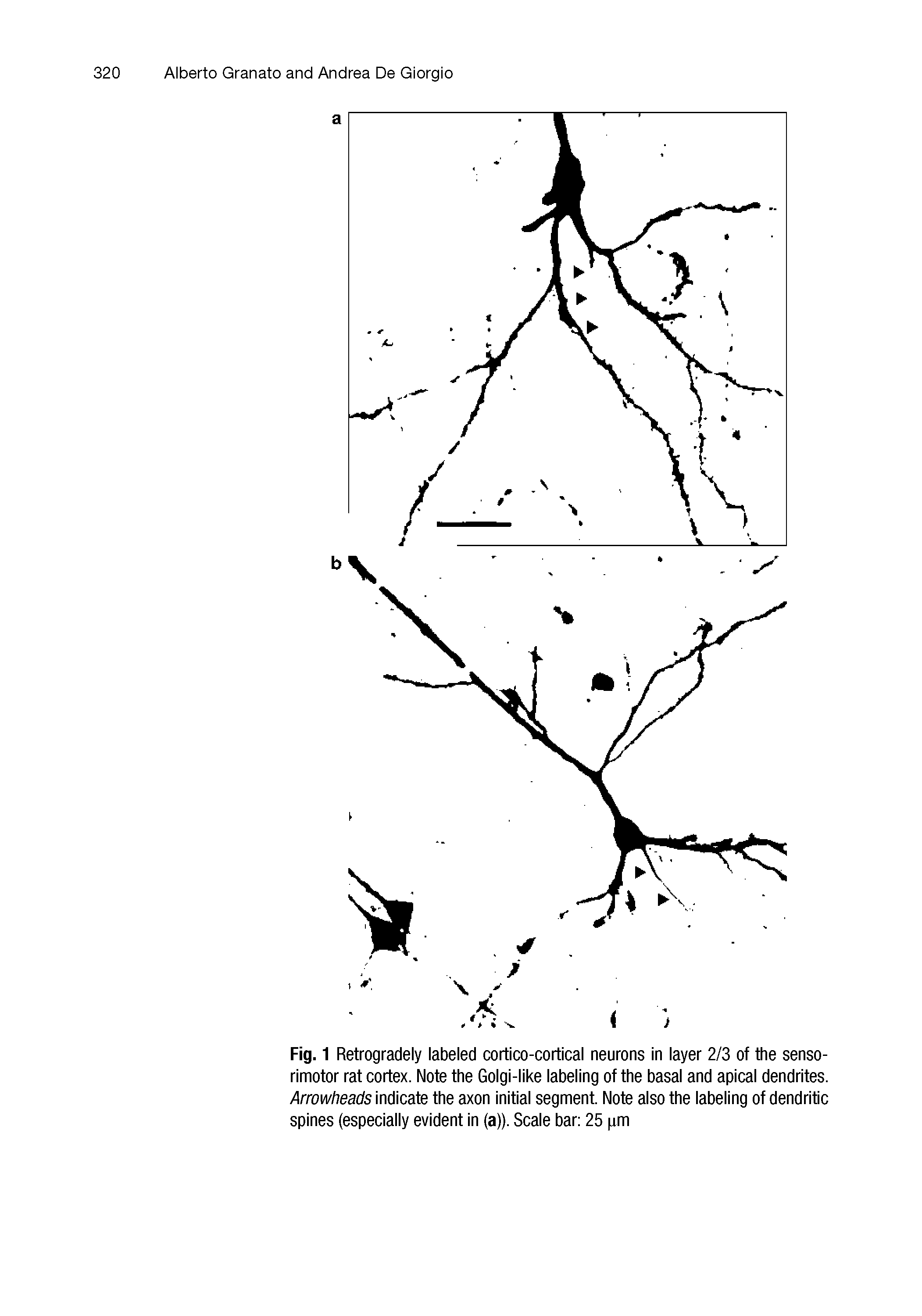 Fig. 1 Retrogradely labeled cortico-cortical neurons in layer 2/3 of the sensorimotor rat cortex. Note the Golgi-like labeling of the basal and apical dendrites. Arrowheads indicate the axon initial segment. Note also the labeling of dendritic spines (especially evident in (a)). Scale bar 25 pm...