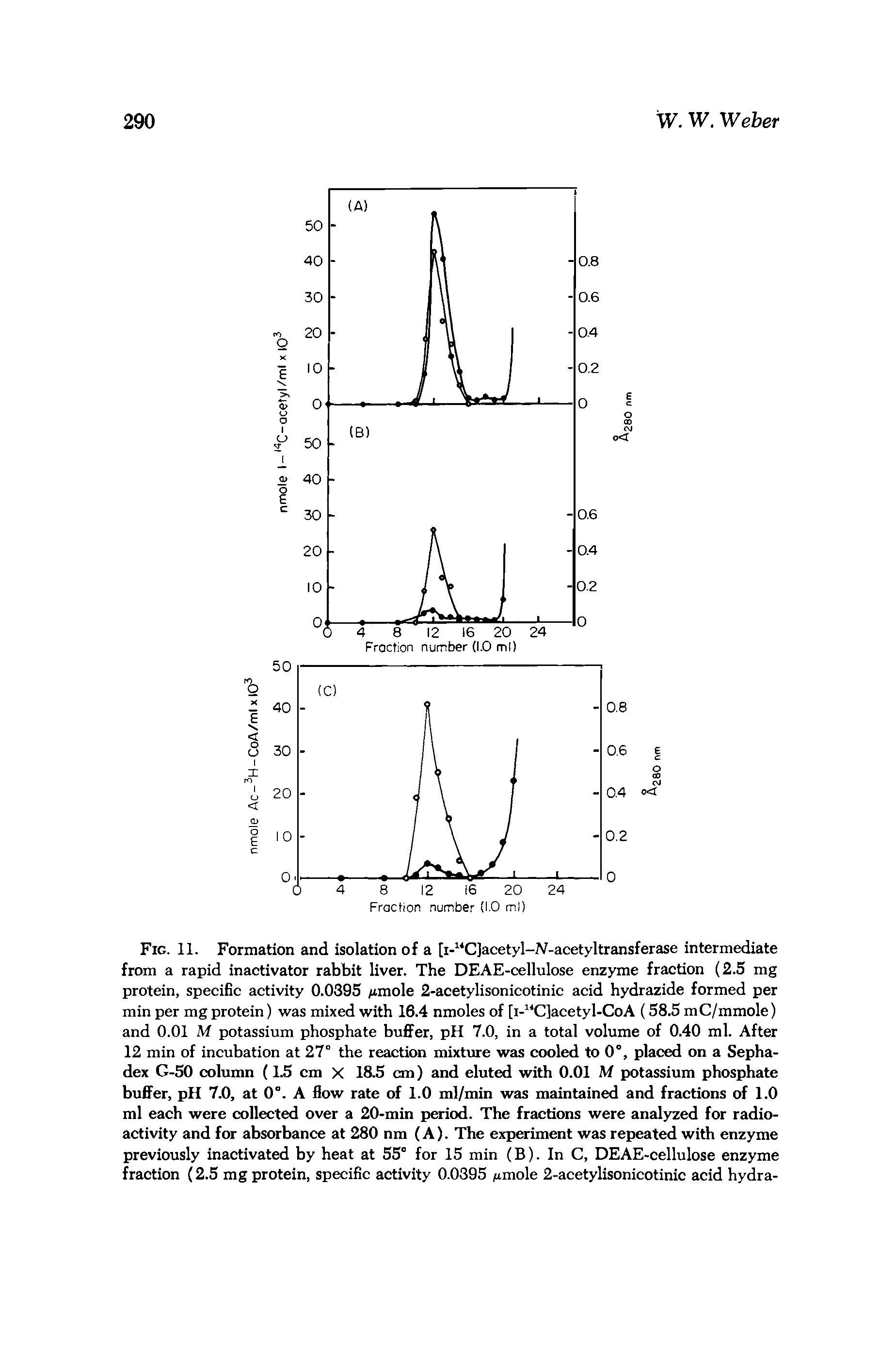 Fig. 11. Formation and isolation of a [i- CJacetyl-N-acetyltransferase intermediate from a rapid inactivator rabbit liver. The DEAE-cellulose enzyme fraction (2.5 mg protein, specific activity 0.0395 /imole 2-acetylisonicotinic acid hydrazide formed per min per mg protein) was mixed with 16.4 nmoles of [i- C]acetyl-CoA (58.5 mC/mmole) and 0.01 M potassium phosphate buffer, pH 7.0, in a total volume of 0.40 ml. After 12 min of incubation at 27° the reaction mixture was cooled to 0°, placed on a Sepha-dex G-50 column (L5 cm X 18.5 cm) and eluted with 0.01 M potassium phosphate buffer, pH 7.0, at 0°. A flow rate of 1.0 ml/min was maintained and fractions of 1.0 ml each were collected over a 20-min period. The fractions were analyzed for radioactivity and for absorbance at 280 nm (A). The experiment was repeated with enzyme previously inactivated by heat at 55° for 15 min (B). In C, DEAE-cellulose enzyme fraction (2.5 mg protein, specific activity 0.0395 Ajmole 2-acetylisonicotinic acid hydra-...