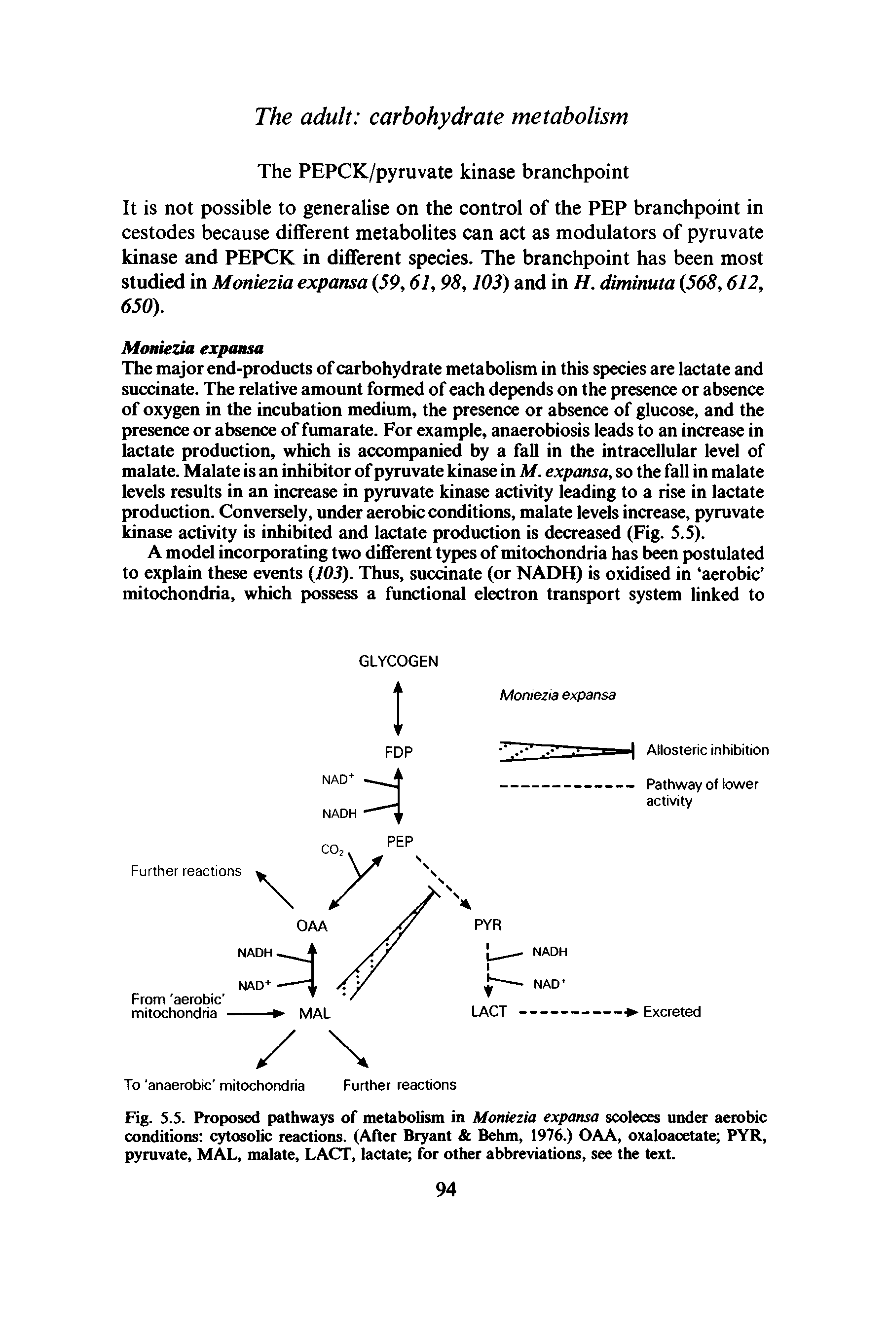 Fig. 5.5. Proposed pathways of metabolism in Moniezia expansa scoleces under aerobic conditions cytosolic reactions. (After Bryant Behm, 1976.) OAA, oxaloacetate PYR, pyruvate, MAL, malate, LACT, lactate for other abbreviations, see the text.