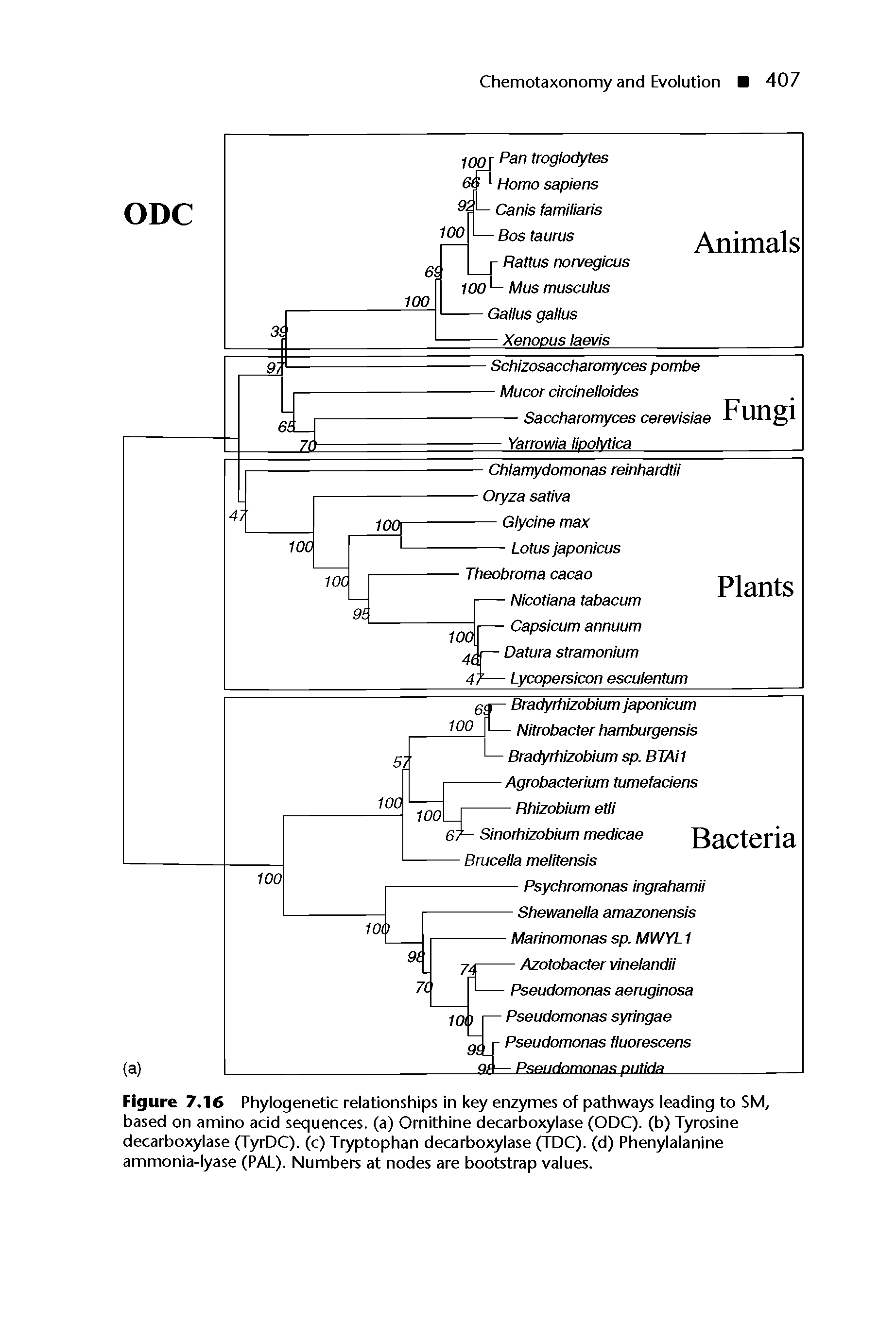 Figure 7.16 Phylogenetic relationships in key enzymes of pathways leading to SM, based on amino acid sequences, (a) Ornithine decarboxylase (ODC). (b) Tyrosine decarboxylase (TyrDC). (c) Tryptophan decarboxylase (TDC). (d) Phenylalanine ammonia-lyase (PAL). Numbers at nodes are bootstrap values.