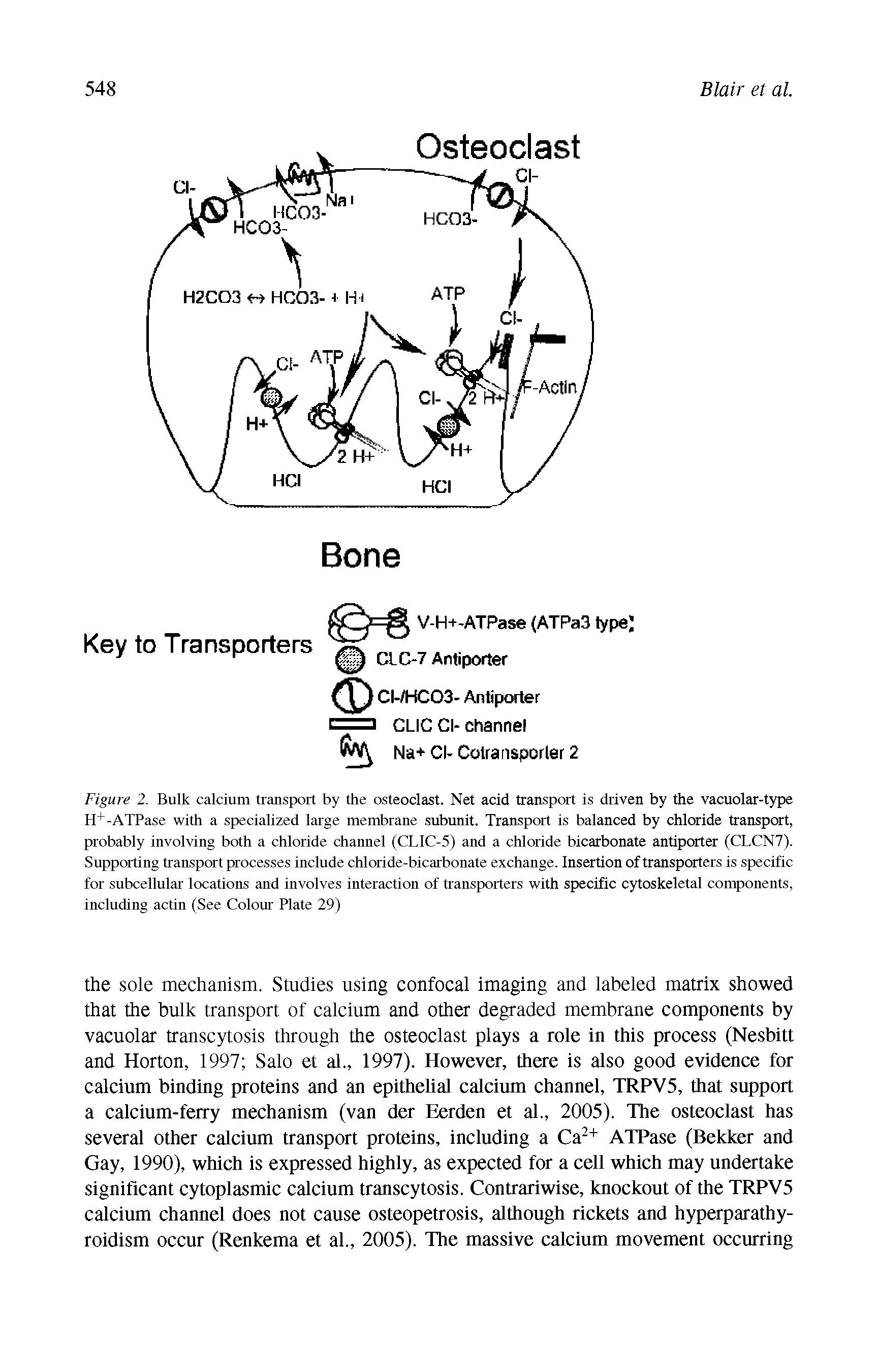 Figure 2. Bulk calcium transport by the osteoclast. Net acid transport is driven by the vacuolar-type H+-ATPase with a specialized large membrane subunit. Transport is balanced by chloride transport, probably involving both a chloride channel (CLIC-5) and a chloride bicarbonate antiporter (CLCN7). Supporting transport processes include chloride-bicarbonate exchange. Insertion of transporters is specific for subcellular locations and involves interaction of transporters with specific cytoskeletal components, including actin (See Colour Plate 29)...