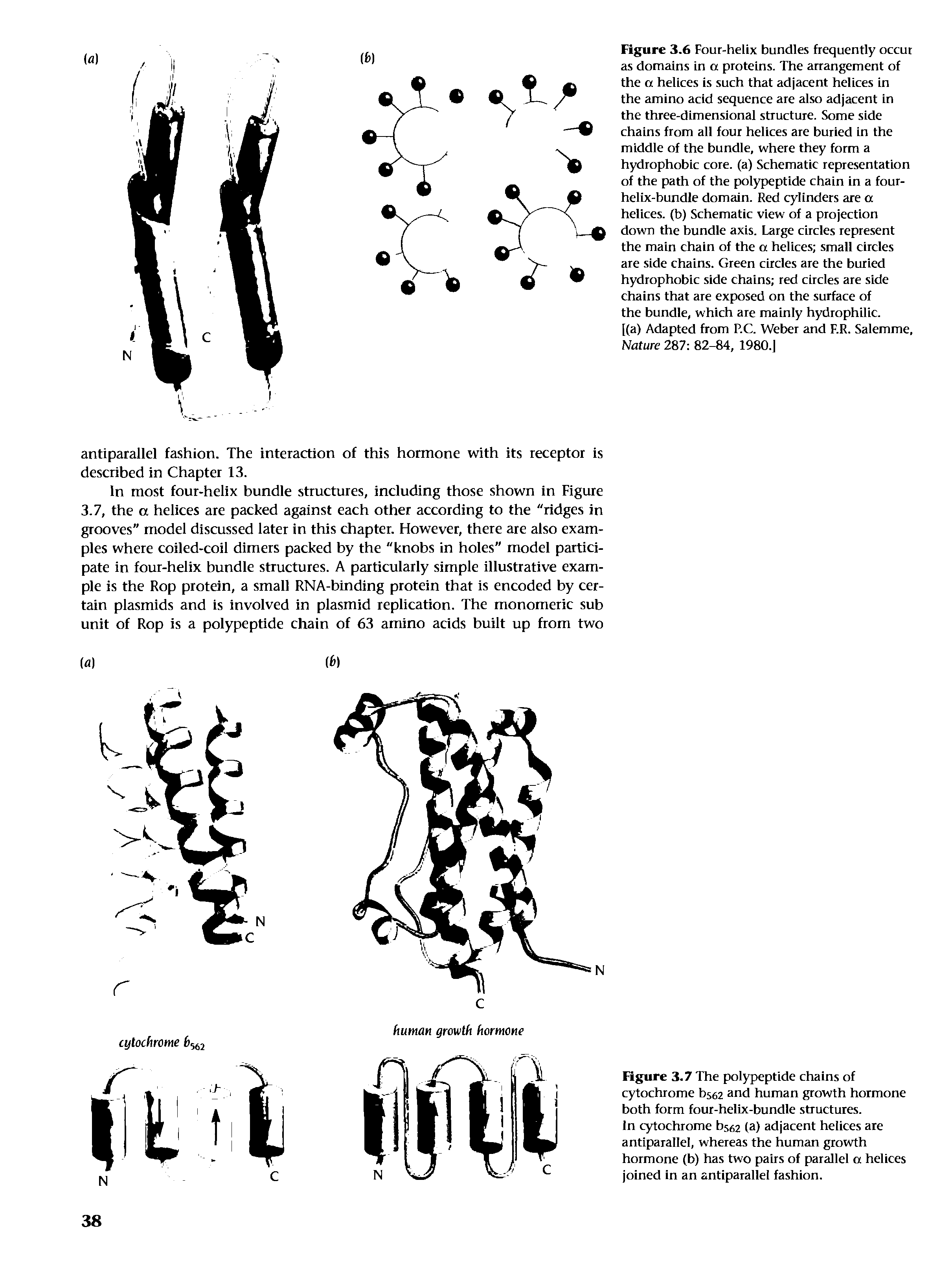 Figure 3.6 Four-helix bundles frequently occur as domains in a proteins. The arrangement of the a helices is such that adjacent helices in the amino acid sequence are also adjacent in the three-dimensional structure. Some side chains from all four helices are buried in the middle of the bundle, where they form a hydrophobic core, (a) Schematic representation of the path of the polypeptide chain in a four-helrx-bundle domain. Red cylinders are a helices, (b) Schematic view of a projection down the bundle axis. Large circles represent the main chain of the a helices small circles are side chains. Green circles are the buried hydrophobic side chains red circles are side chains that are exposed on the surface of the bundle, which are mainly hydrophilic.