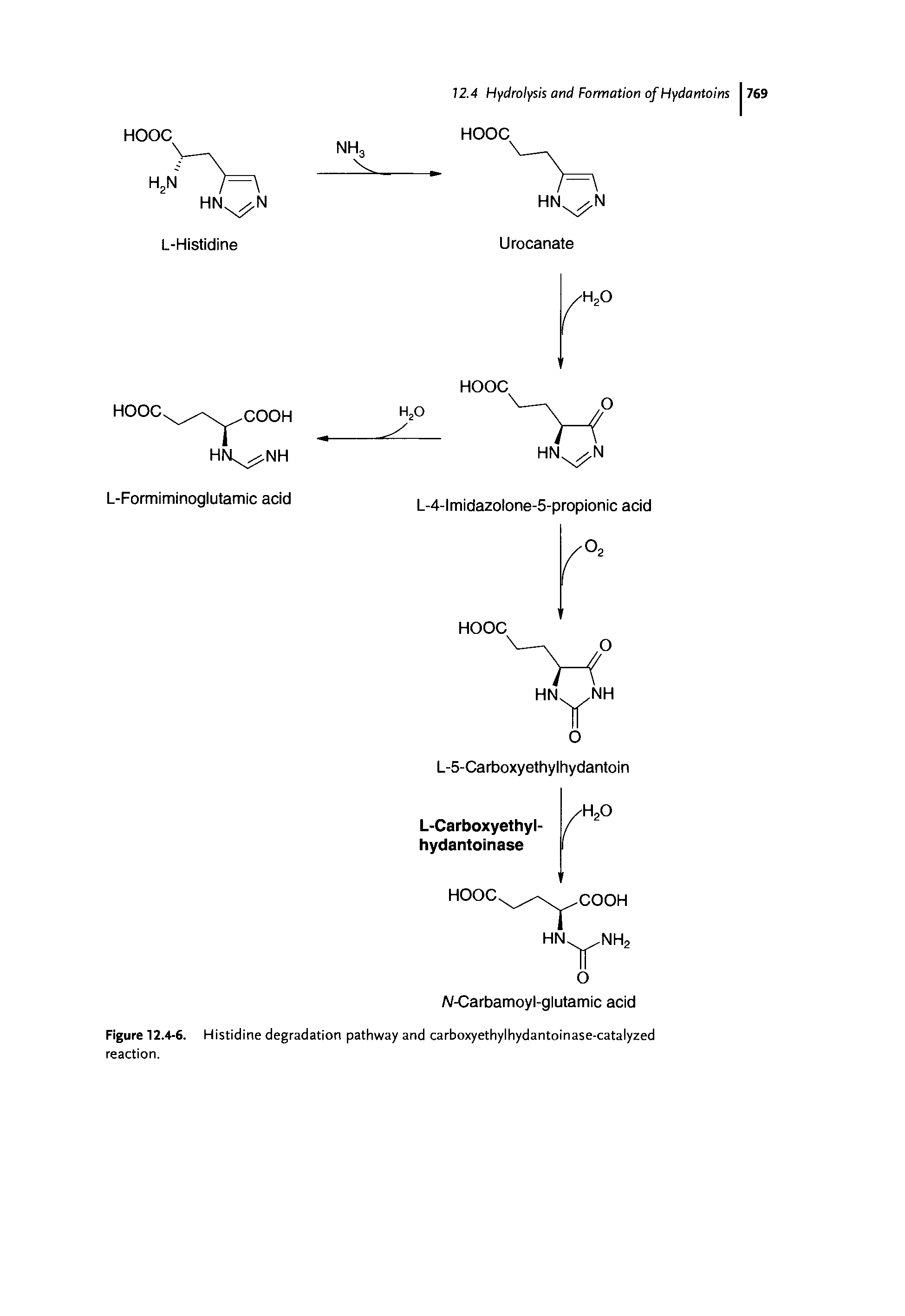 Figure 12.4-6. Histidine degradation pathway and carboxyethylhydantoinase-catalyzed reaction.