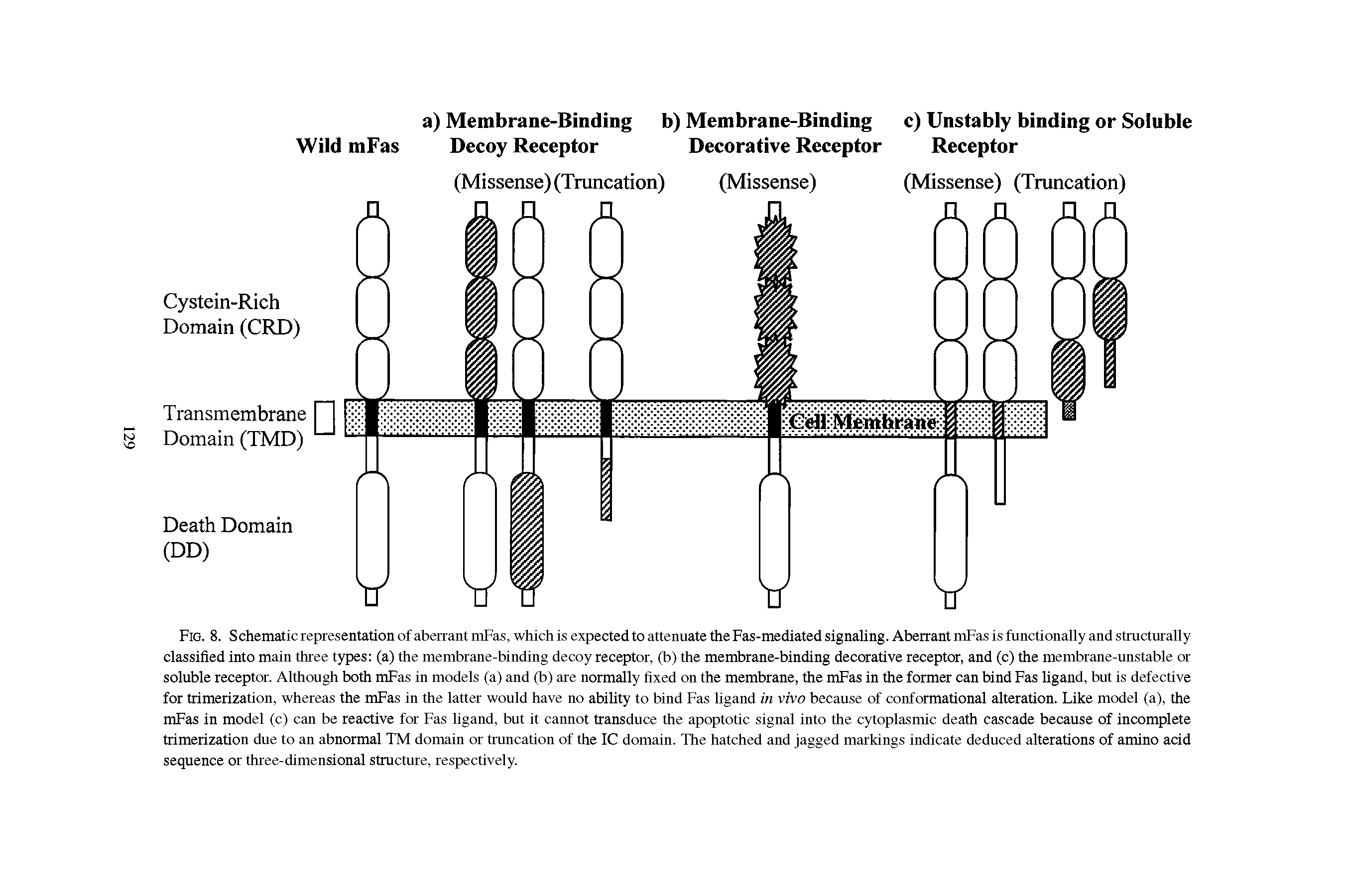 Fig. 8. Schematic representation of aberrant mFas, which is expected to attenuate the Fas-mediated signaling. Aberrant mFas is functionally and structurally classified into main three types (a) the membrane-binding decoy receptor, (b) the membrane-binding decorative receptor, and (c) the membrane-unstable or soluble receptor. Although both mFas in models (a) and (b) are normally fixed on the membrane, the mFas in the former can bind Fas ligand, but is defective for trimerization, whereas the mFas in the latter would have no ability to bind Fas ligand in vivo because of conformational alteration. Like model (a), the mFas in model (c) can be reactive for Fas ligand, but it cannot transduce the apoptotic signal into the cytoplasmic death cascade because of incomplete trimerization due to an abnormal TM domain or truncation of the 1C domain. The hatched and jagged markings indicate deduced alterations of amino acid sequence or three-dimensional structure, respectively.