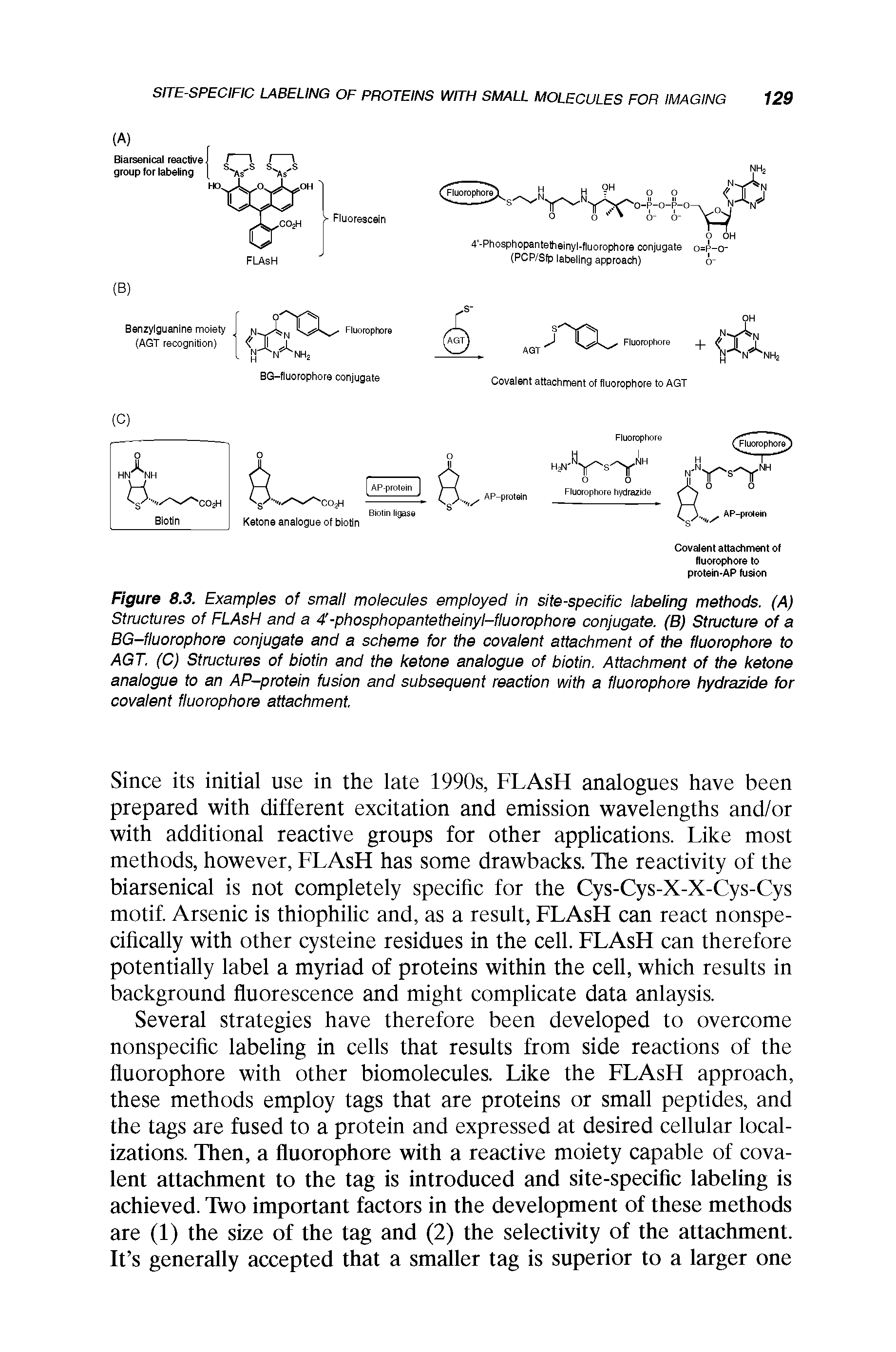 Figure 8.3. Examples of small molecules employed In site-specific labeling methods. (A) Structures of FLAsH and a 4 -phosphopantetheinyl-fluorophore conjugate. (B) Structure of a BG-fluorophore conjugate and a scheme for the covalent attachment of the fluorophore to AGT. (C) Structures of biotin and the ketone analogue of biotin. Attachment of the ketone analogue to an AP-protein fusion and subsequent reaction with a fluorophore hydrazide for covalent fluorophore attachment.