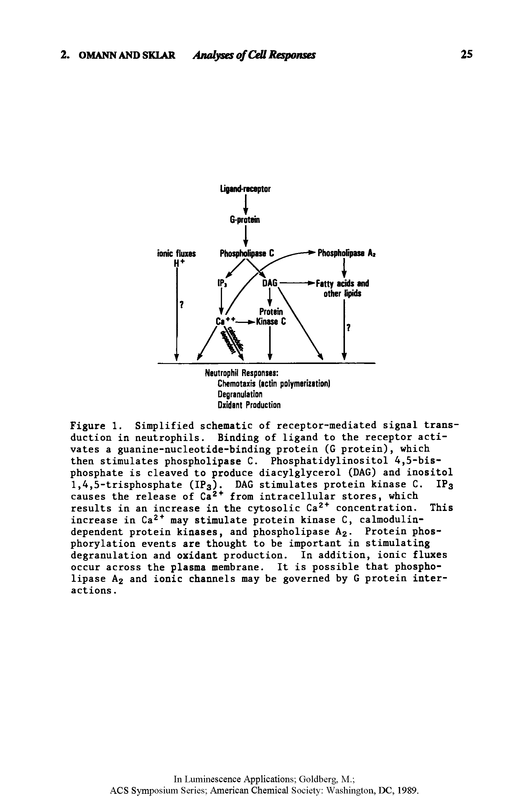 Figure 1. Simplified schematic of receptor-mediated signal transduction in neutrophils. Binding of ligand to the receptor activates a guanine-nucleotide-binding protein (G protein), which then stimulates phospholipase C. Phosphatidylinositol 4,5-bis-phosphate is cleaved to produce diacylglycerol (DAG) and inositol 1,4,5-trisphosphate (IP3). DAG stimulates protein kinase C. IP3 causes the release of Ca from intracellular stores, which results in an increase in the cytosolic Ca concentration. This increase in Ca may stimulate protein kinase C, calmodulin-dependent protein kinases, and phospholipase A2. Protein phosphorylation events are thought to be important in stimulating degranulation and oxidant production. In addition, ionic fluxes occur across the plasma membrane. It is possible that phospholipase A2 and ionic channels may be governed by G protein interactions. ...