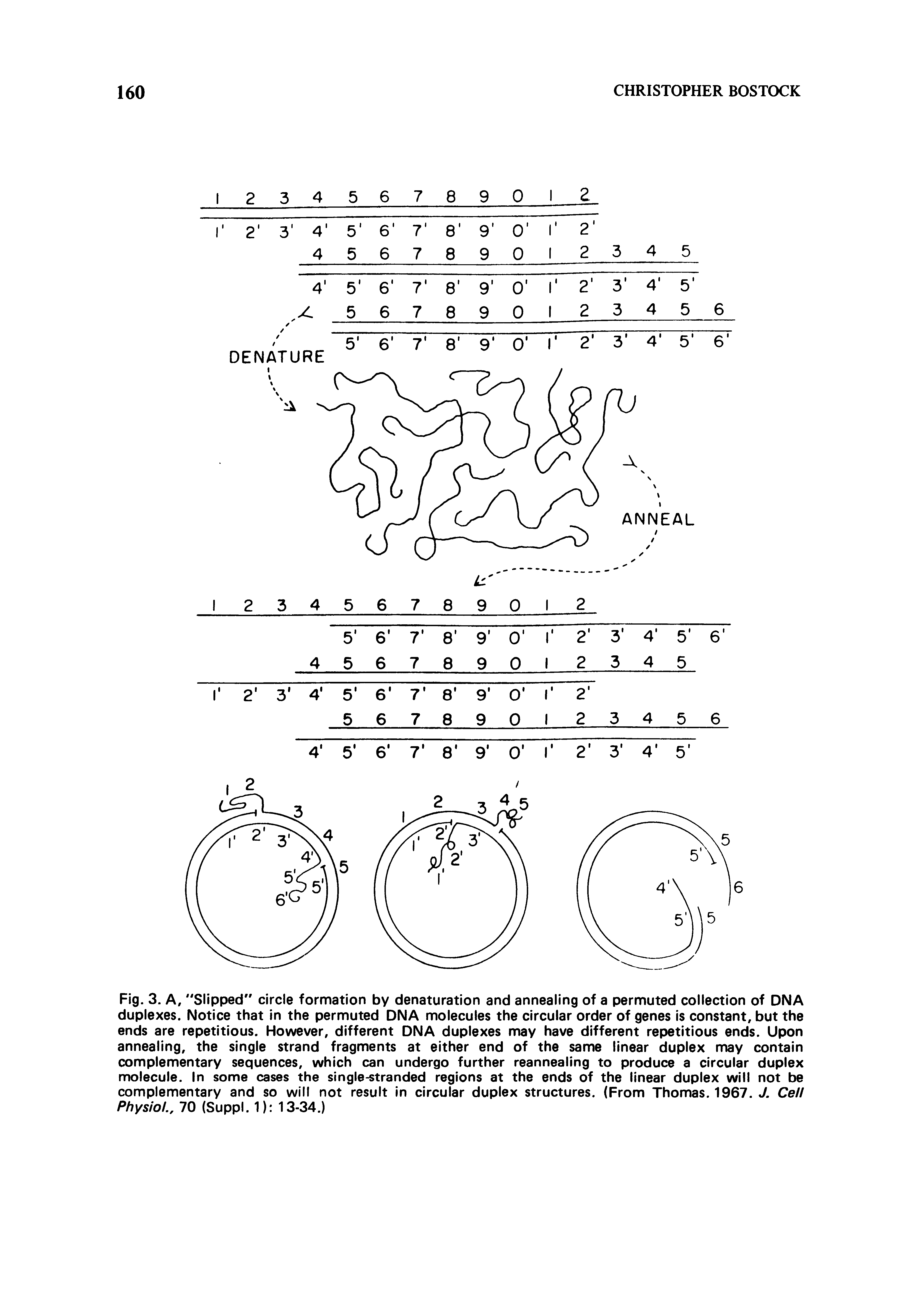 Fig. 3. A, "Slipped" circle formation by denaturation and annealing of a permuted collection of DNA duplexes. Notice that in the permuted DNA molecules the circular order of genes is constant, but the ends are repetitious. However, different DNA duplexes may have different repetitious ends. Upon annealing, the single strand fragments at either end of the same linear duplex may contain complementary sequences, which can undergo further reannealing to produce a circular duplex molecule. In some cases the single-stranded regions at the ends of the linear duplex will not be complementary and so will not result in circular duplex structures. (From Thomas. 1967. J. Cell Physio ., 70 (Suppl. 1) 13-34.)...