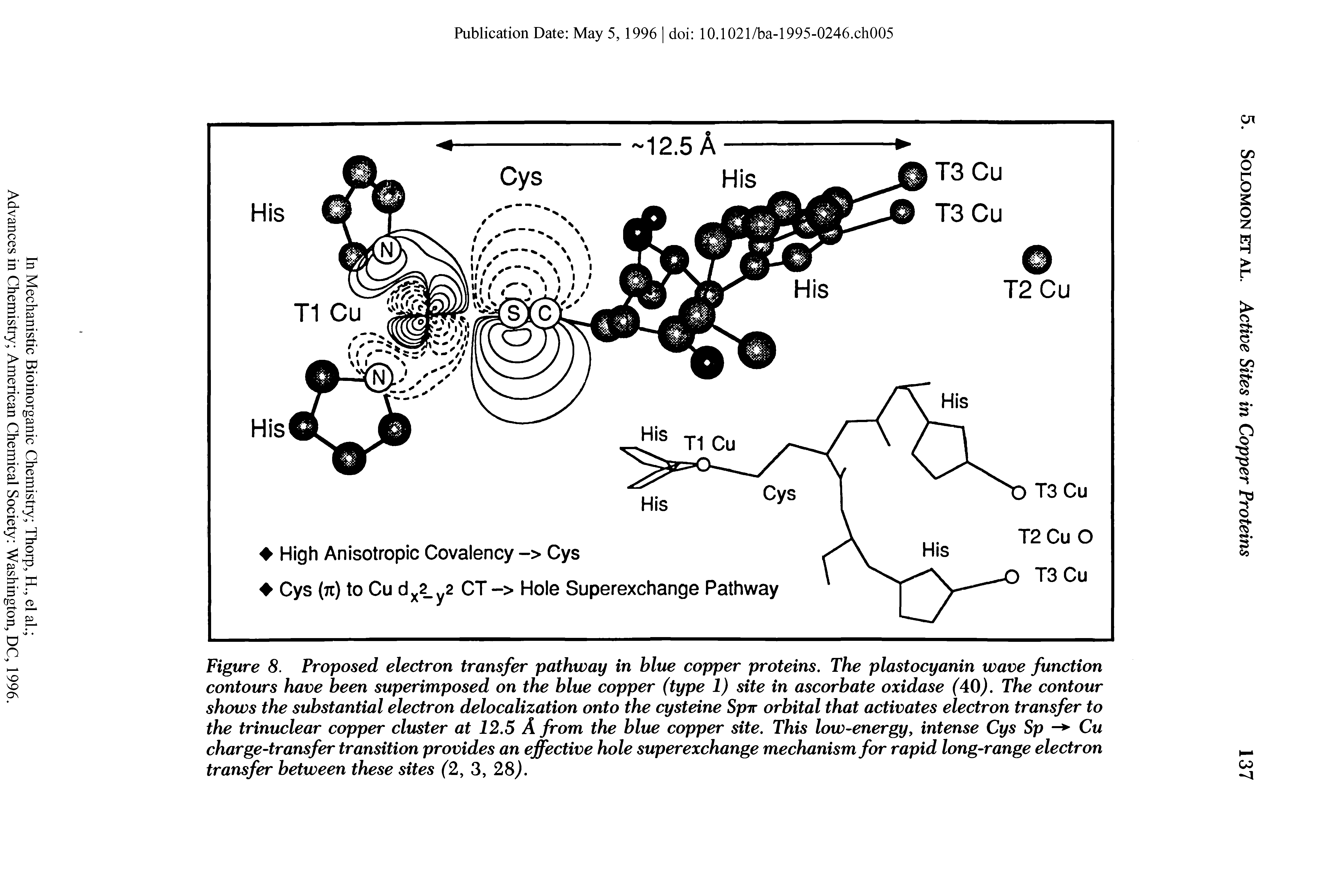 Figure 8. Proposed electron transfer pathway in blue copper proteins. The plastocyanin wave function contours have been superimposed on the blue copper (type 1) site in ascorbate oxidase (40). The contour shows the substantial electron delocalization onto the cysteine Spir orbital that activates electron transfer to the trinuclear copper cluster at 12.5 A from the blue copper site. This low-energy, intense Cys Sp - Cu charge-transfer transition provides an effective hole superexchange mechanism for rapid long-range electron transfer between these sites (2, 3, 28).