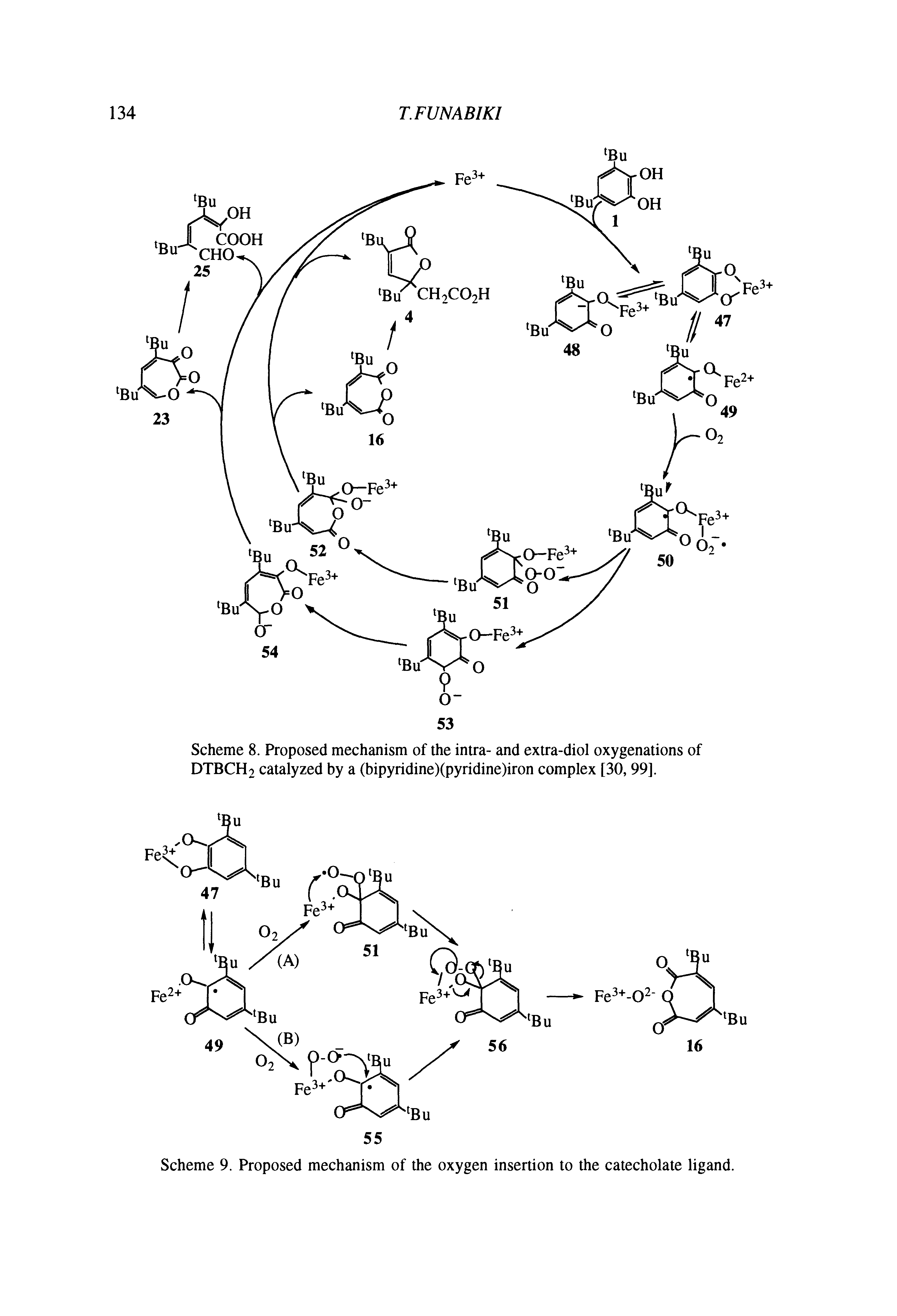Scheme 8. Proposed mechanism of the intra- and extra-diol oxygenations of DTBCH2 catalyzed by a (bipyridine)(pyridine)iron complex [30, 99].