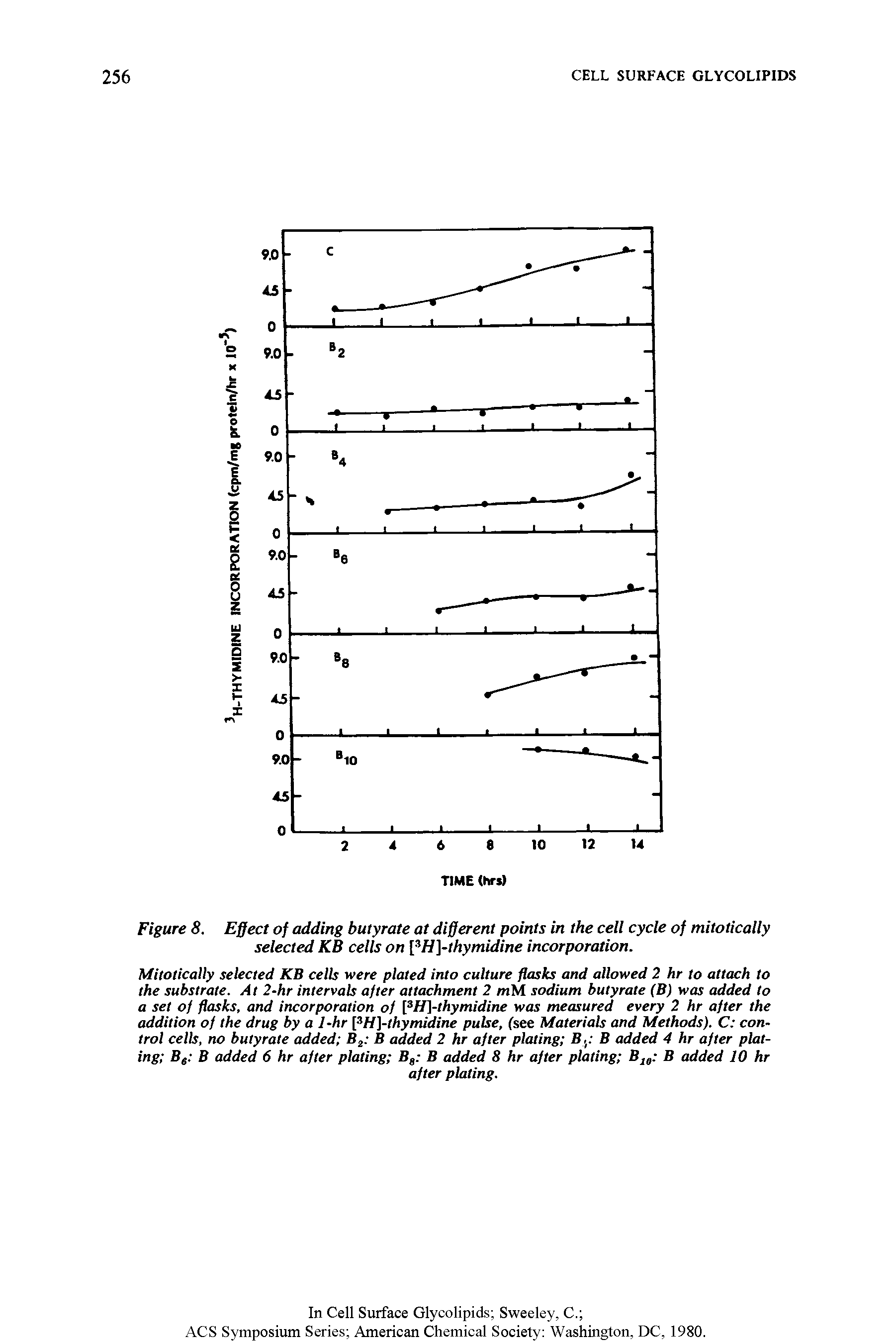 Figure 8. Effect of adding butyrate at different points in the cell cycle of mitotically selected KB cells on [3H]-thymidine incorporation.