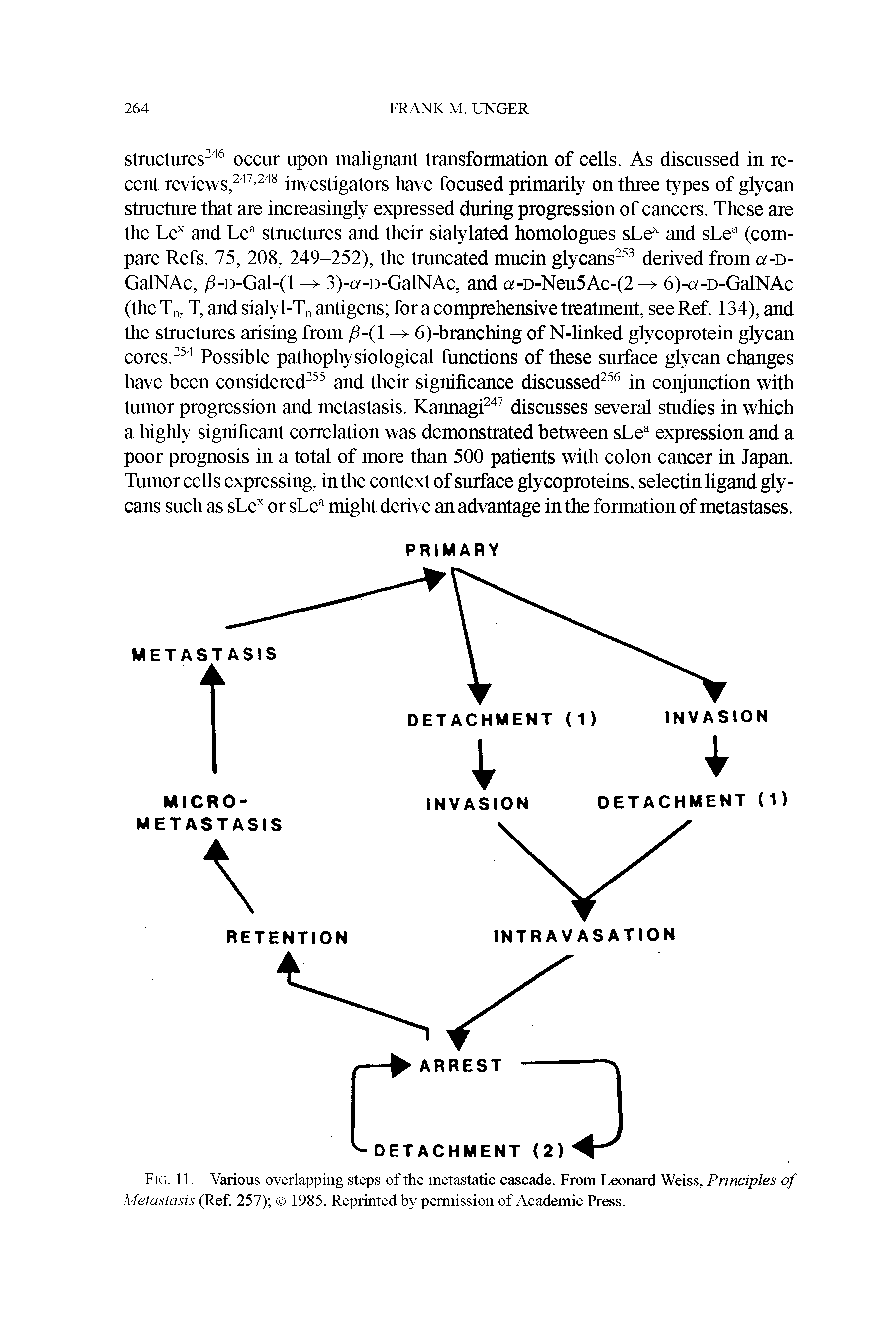 Fig. 11. Various overlapping steps of the metastatic cascade. From Leonard Weiss, Principles of Metastasis (Ref. 257) 1985. Reprinted by permission of Academic Press.